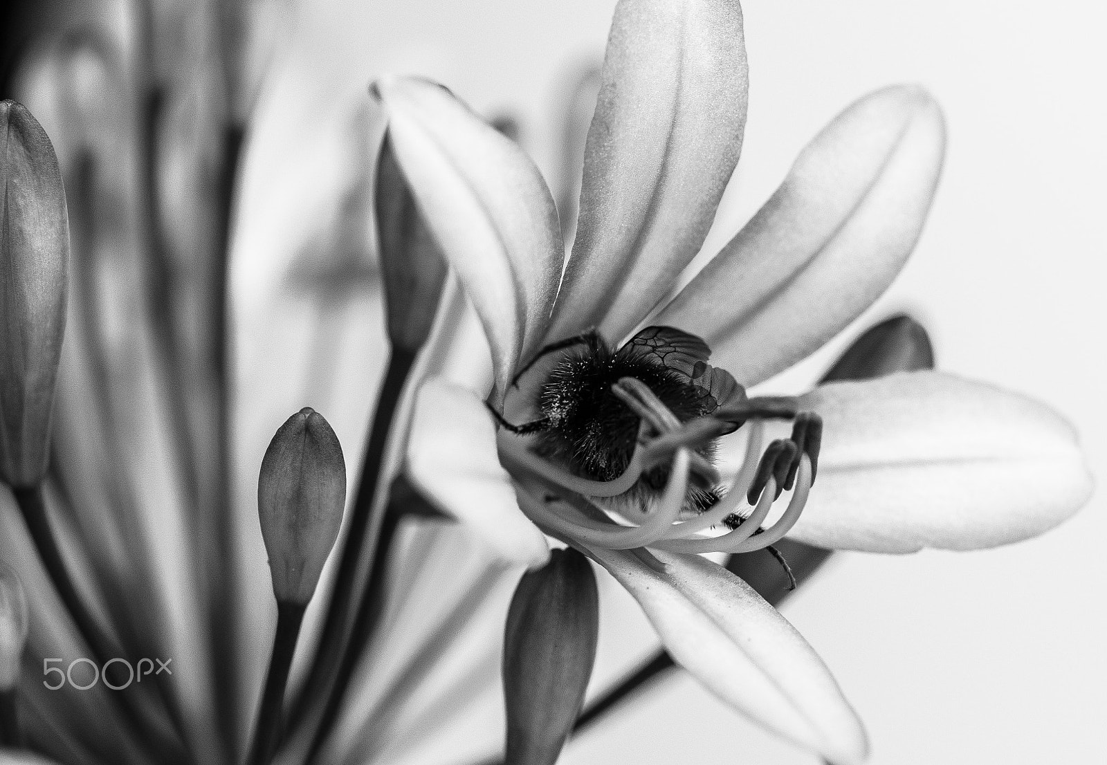 Nikon AF-S Micro-Nikkor 60mm F2.8G ED sample photo. Bumble photography