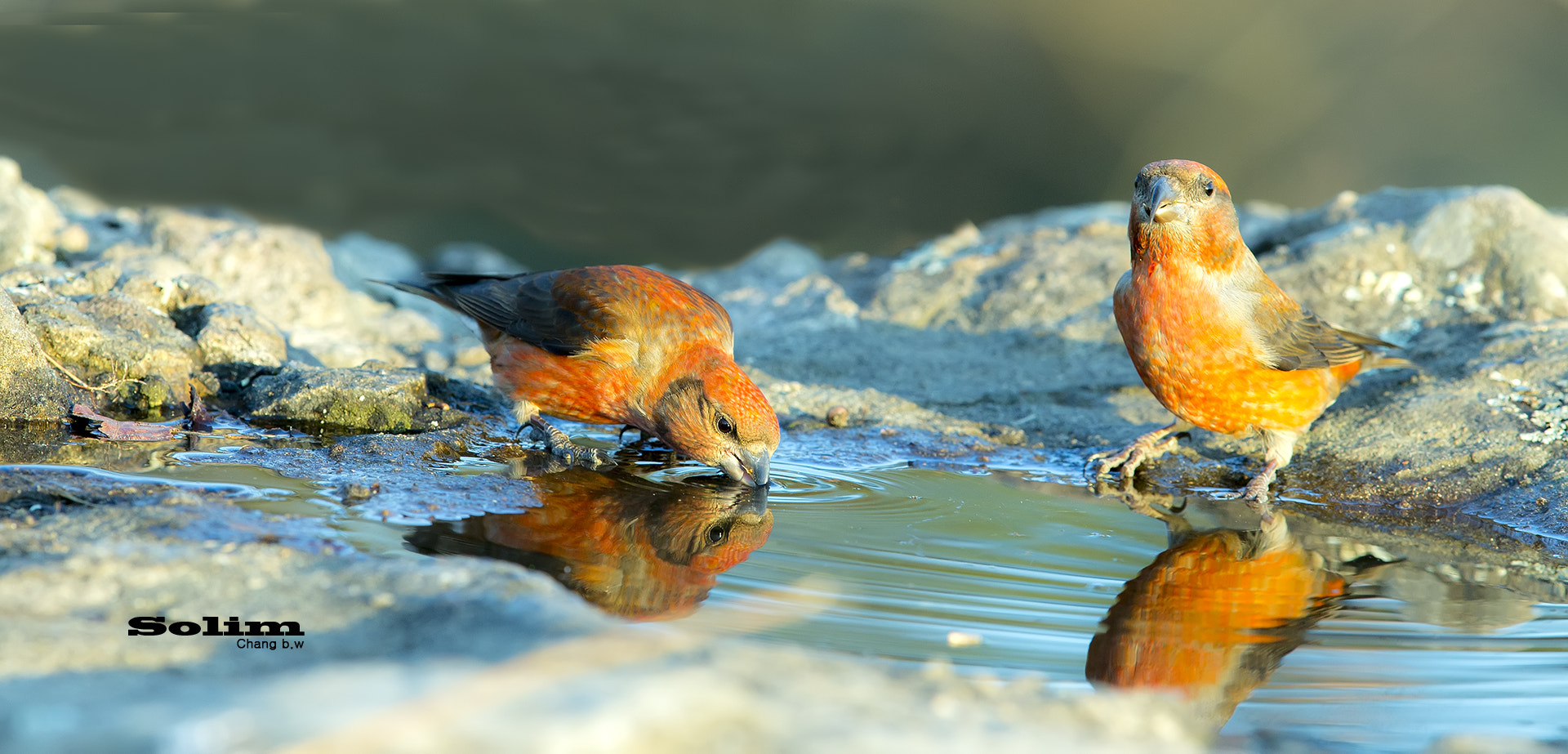 Canon EF 600mm F4L IS II USM sample photo. Common crossbill~~~ photography