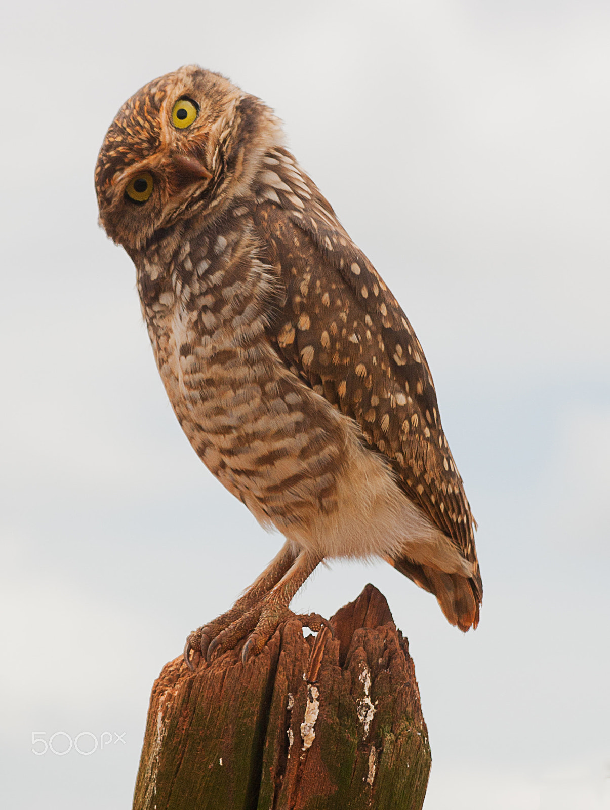 Canon EF 28-135mm F3.5-5.6 IS USM sample photo. Burrowing owl with tilted head photography