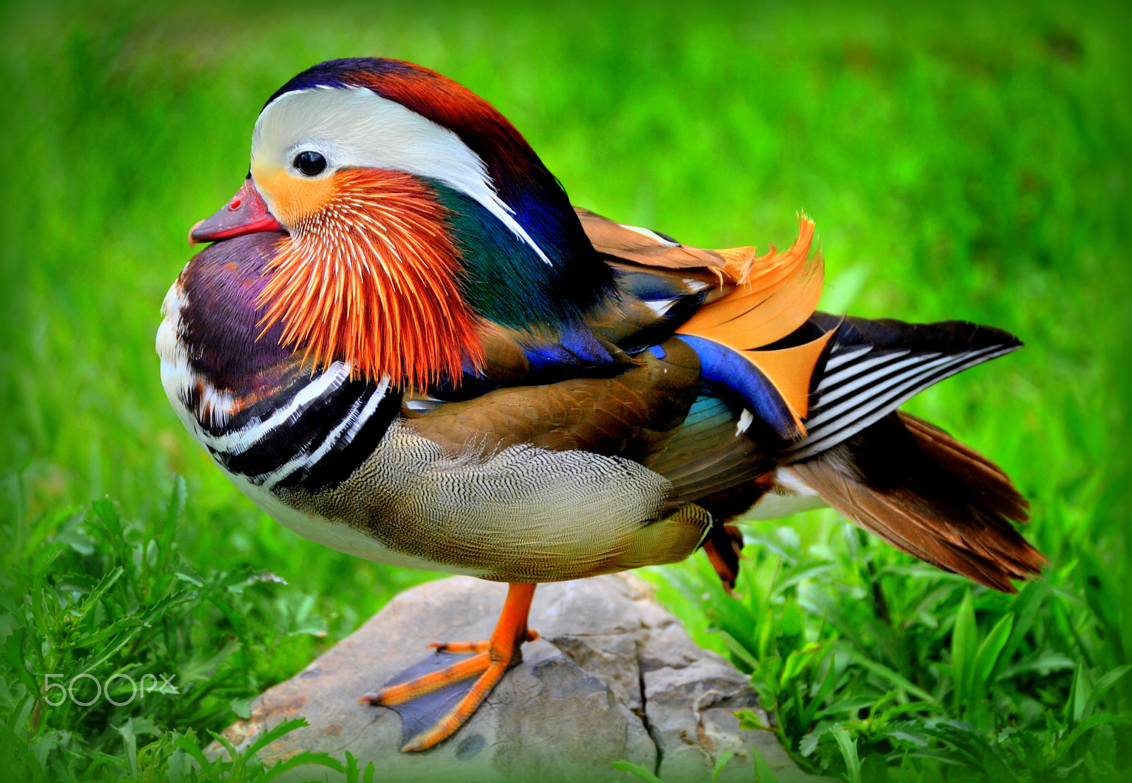 Nikon D3000 sample photo. Mandarin duck photography