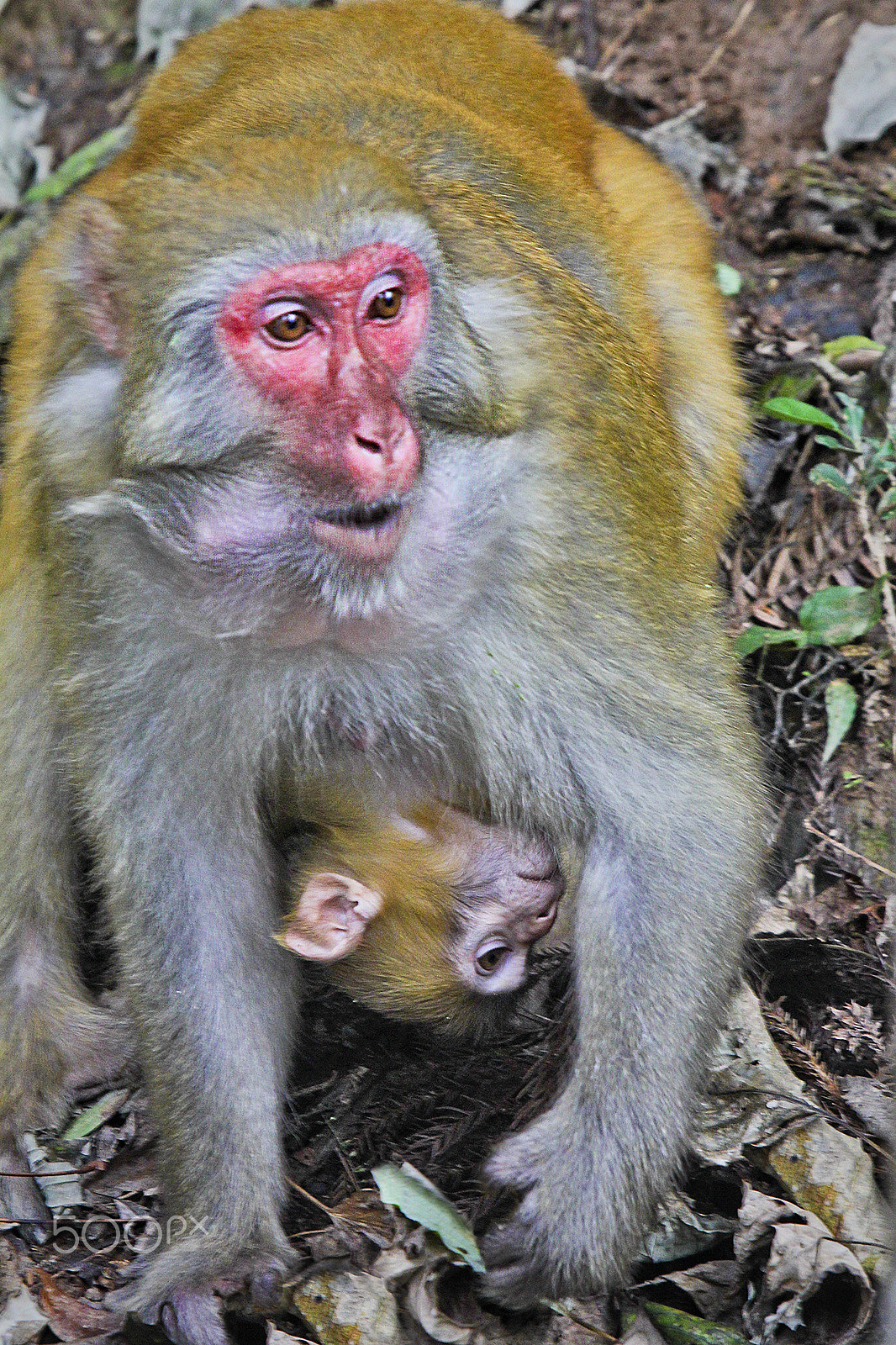 Canon EF 70-200mm F2.8L IS USM sample photo. Golden whip stream macaque mother and baby photography