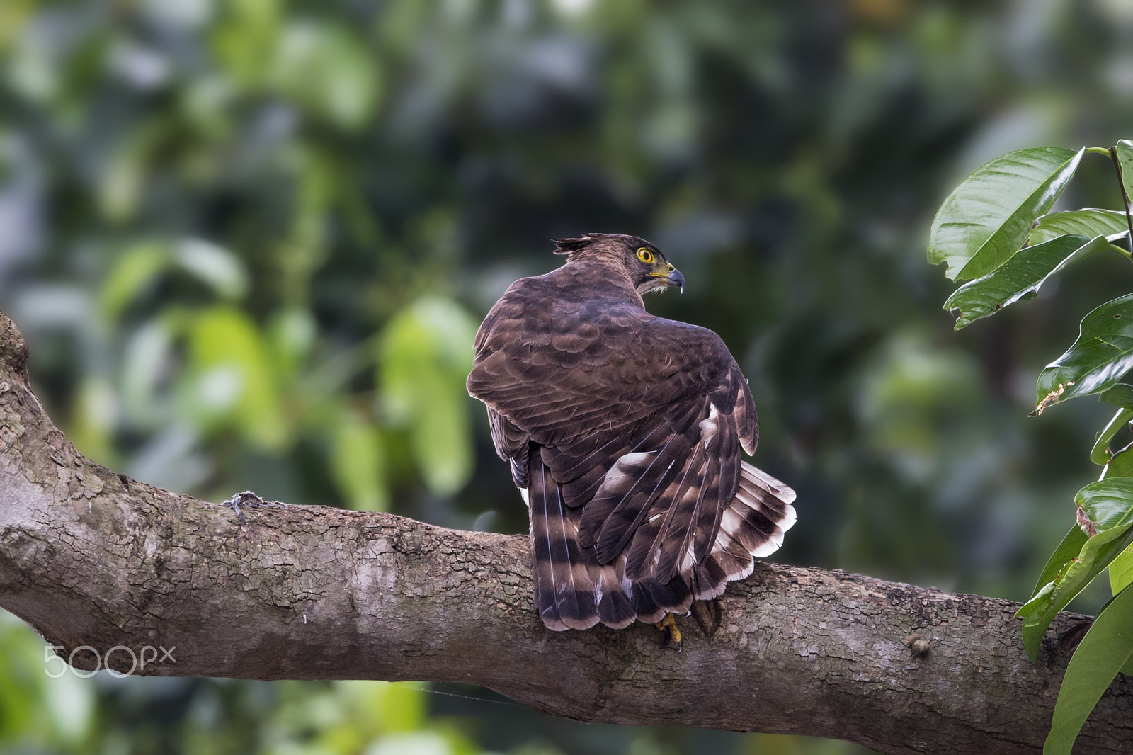 Nikon AF-S Nikkor 600mm F4E FL ED VR sample photo. Crested goshawk (f) photography
