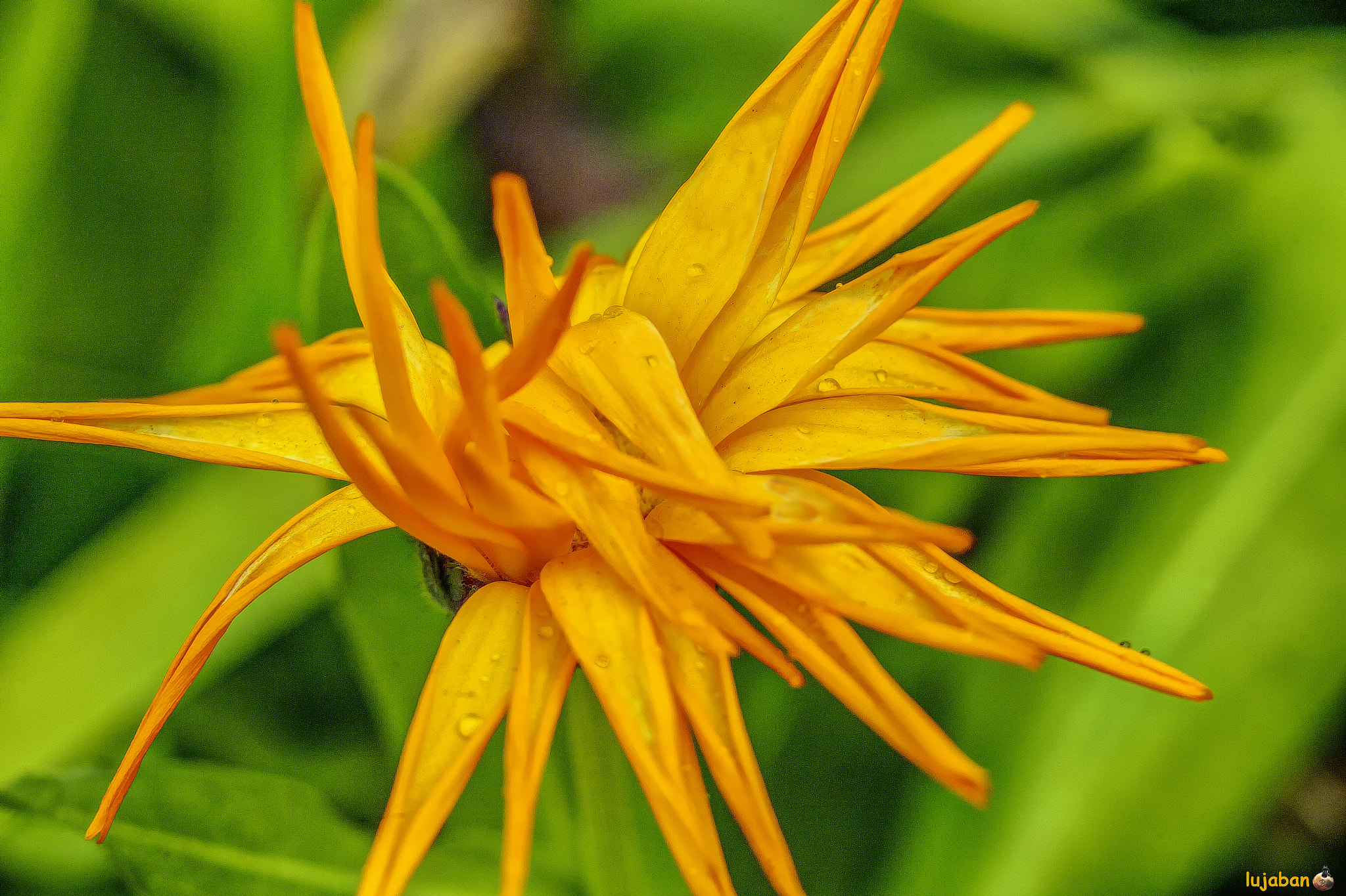 Canon EOS 6D + Canon EF 100mm F2.8 Macro USM sample photo. A rare flower photography