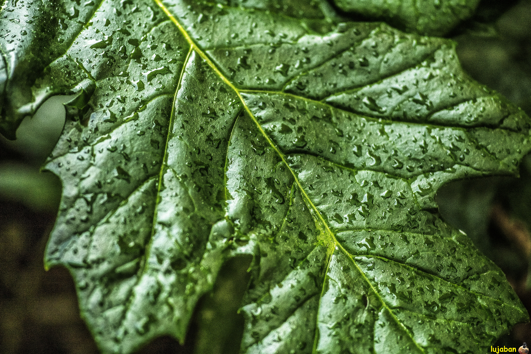 Canon EF 100mm F2.8 Macro USM sample photo. After the rain photography