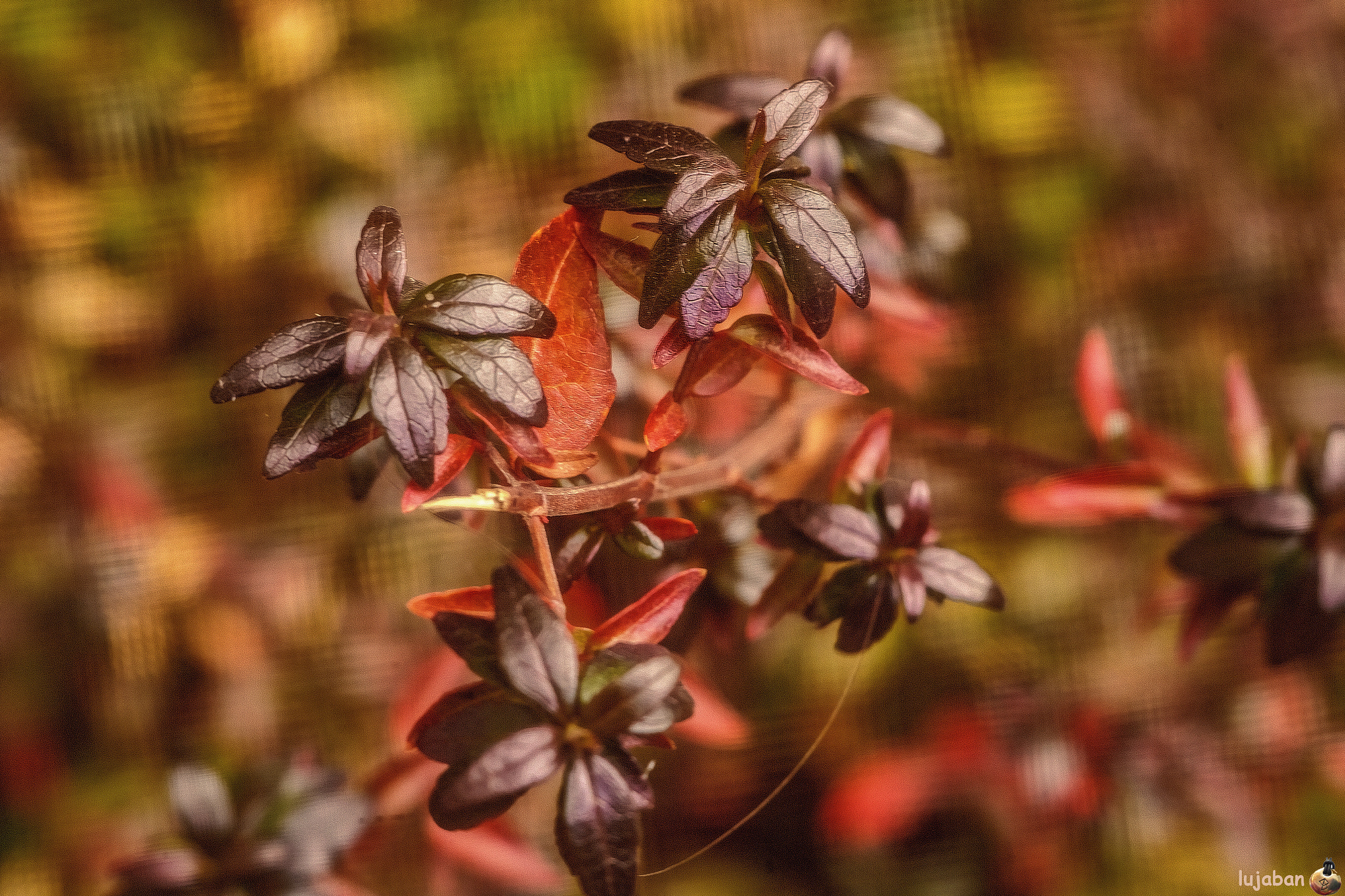 Canon EF 100mm F2.8 Macro USM sample photo. Black flowers photography