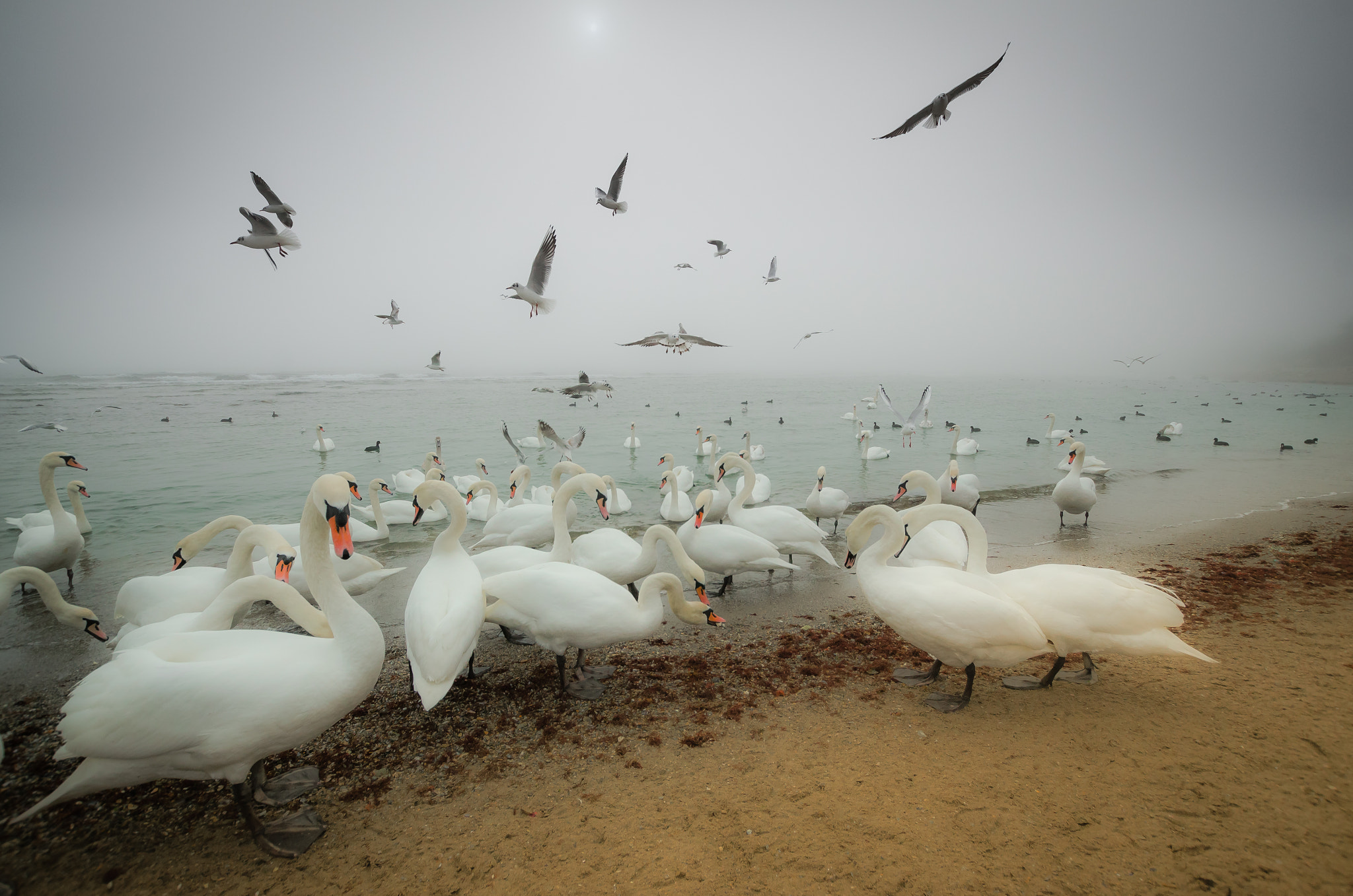 Nikon D7000 + Sigma 10-20mm F3.5 EX DC HSM sample photo. Foggy day... photography