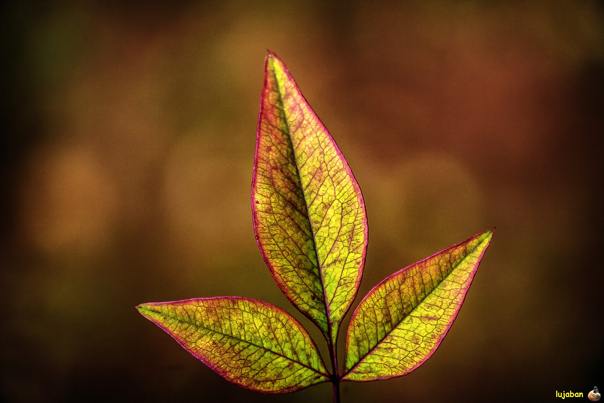 Canon EOS 6D + Canon EF 100mm F2.8 Macro USM sample photo. Leaves in winter photography