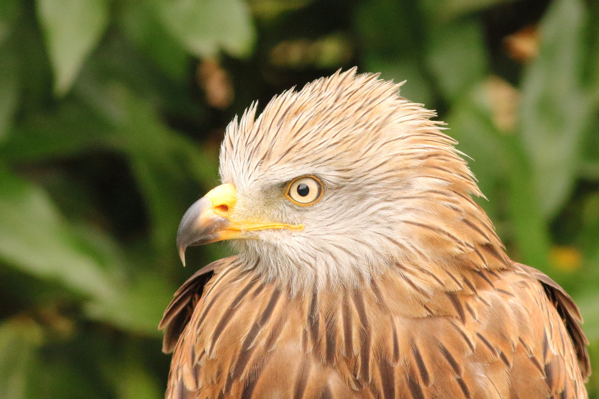 Canon EF 400mm F5.6L USM sample photo. Red kite (milvus milvus) photography