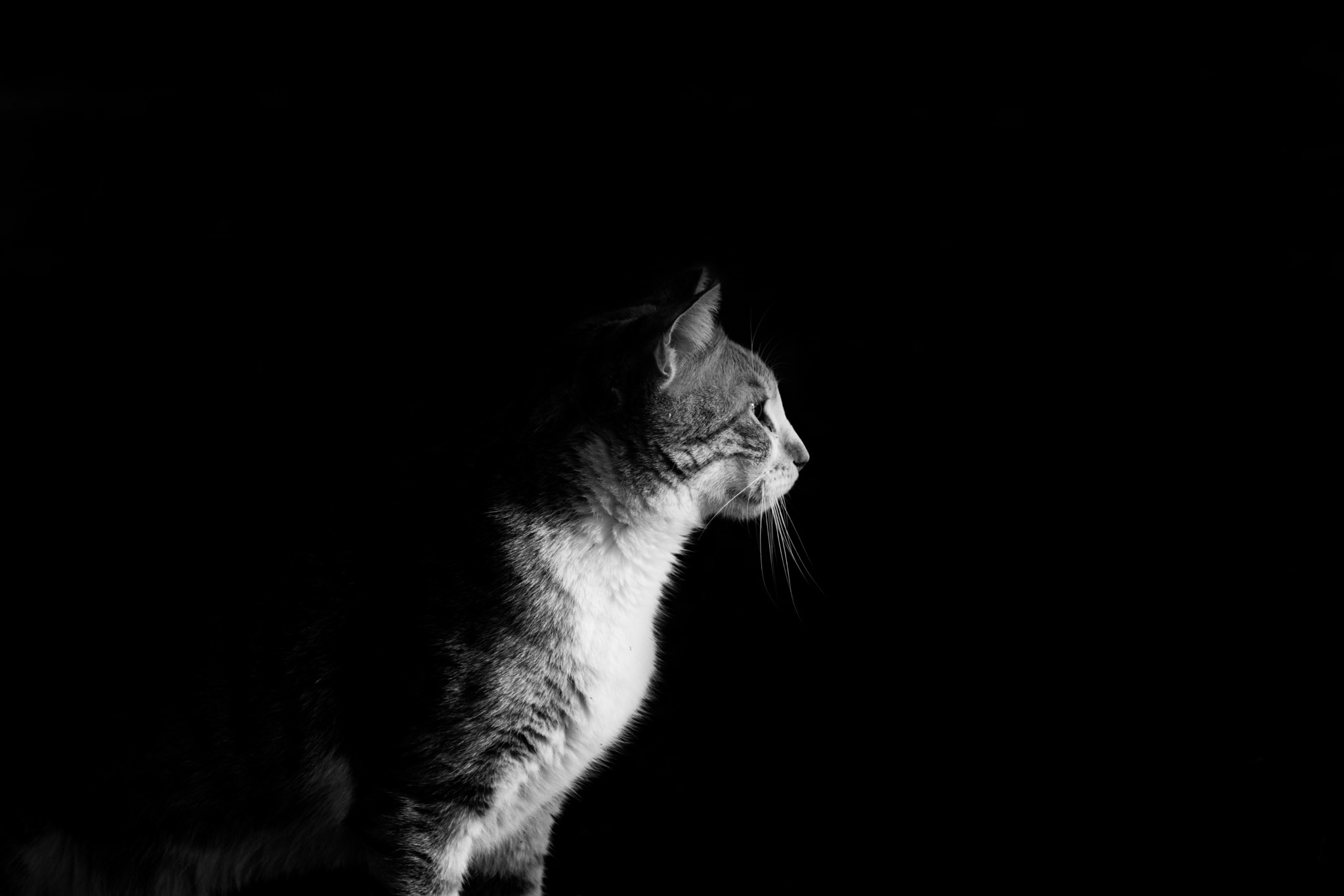 Minolta AF 70-210mm F4 Macro sample photo. Cat portrait photography