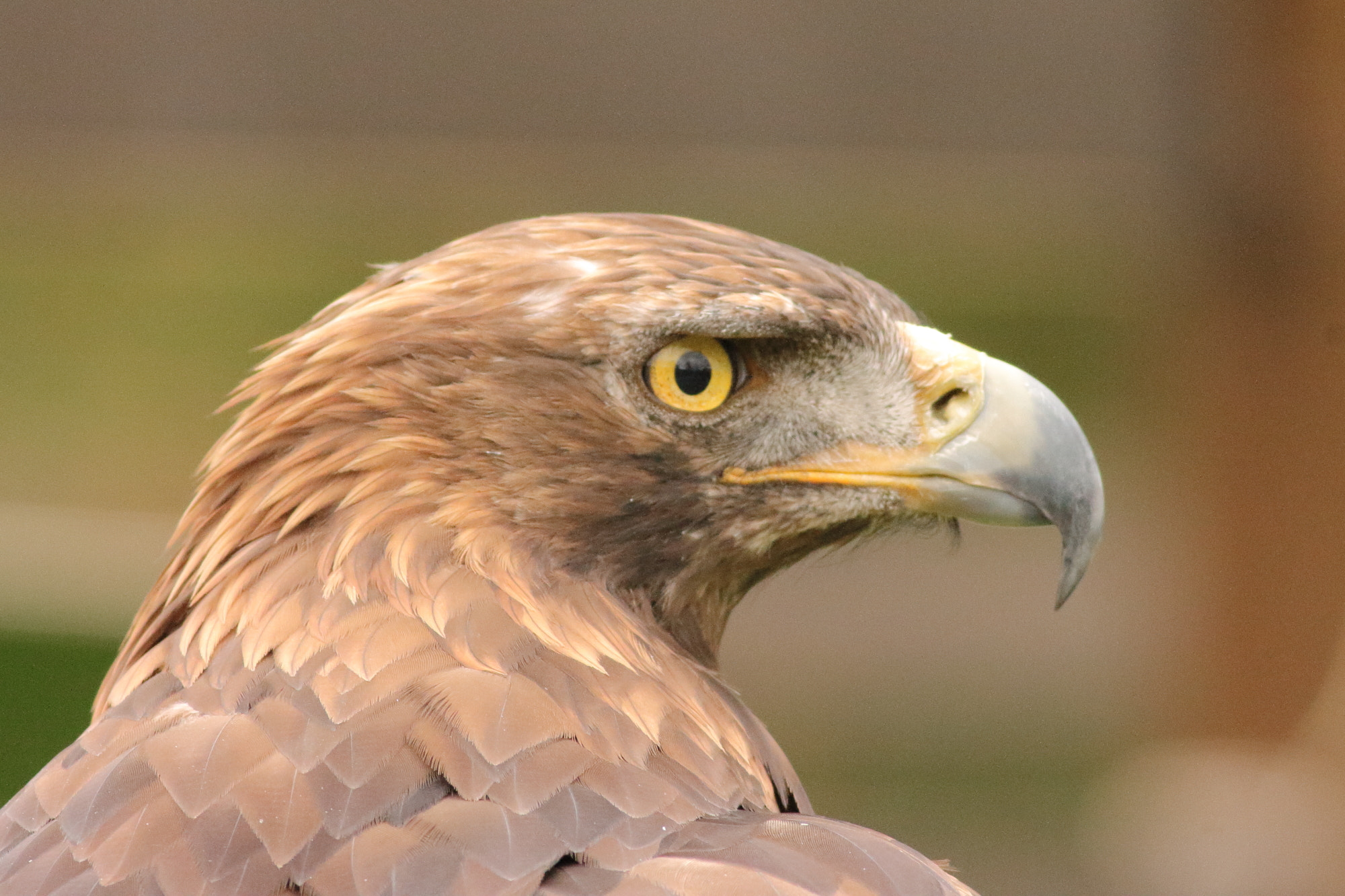 Canon EF 400mm F5.6L USM sample photo. Golden eagle (aquila chrysaetos) photography