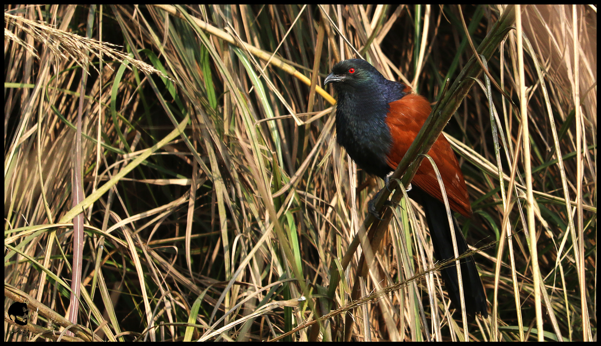 Canon EOS 7D Mark II + Canon EF-S 55-250mm F4-5.6 IS STM sample photo. Greater coucal photography