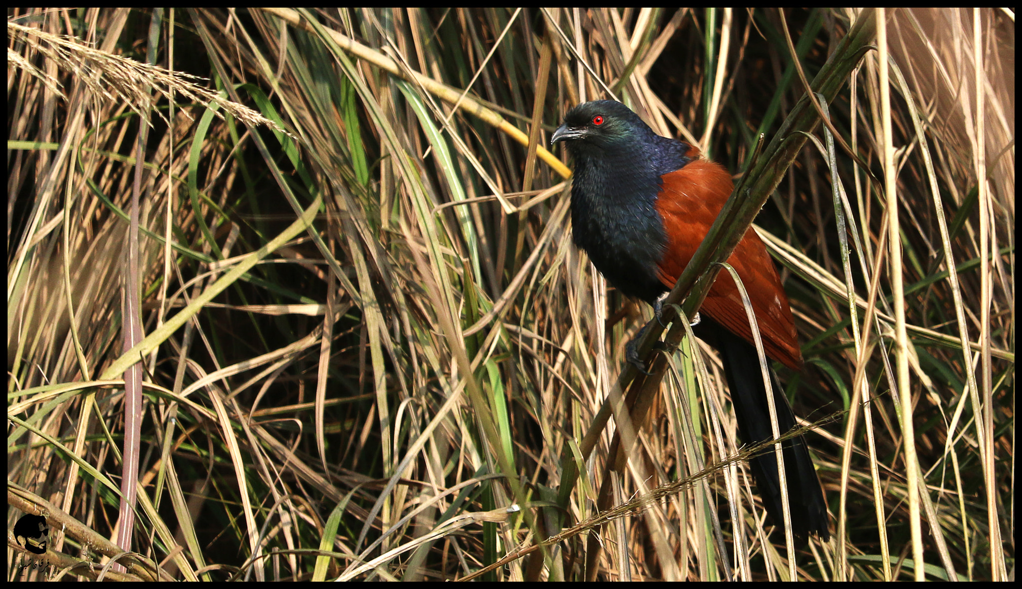 Canon EF-S 55-250mm F4-5.6 IS STM sample photo. Greater coucal photography