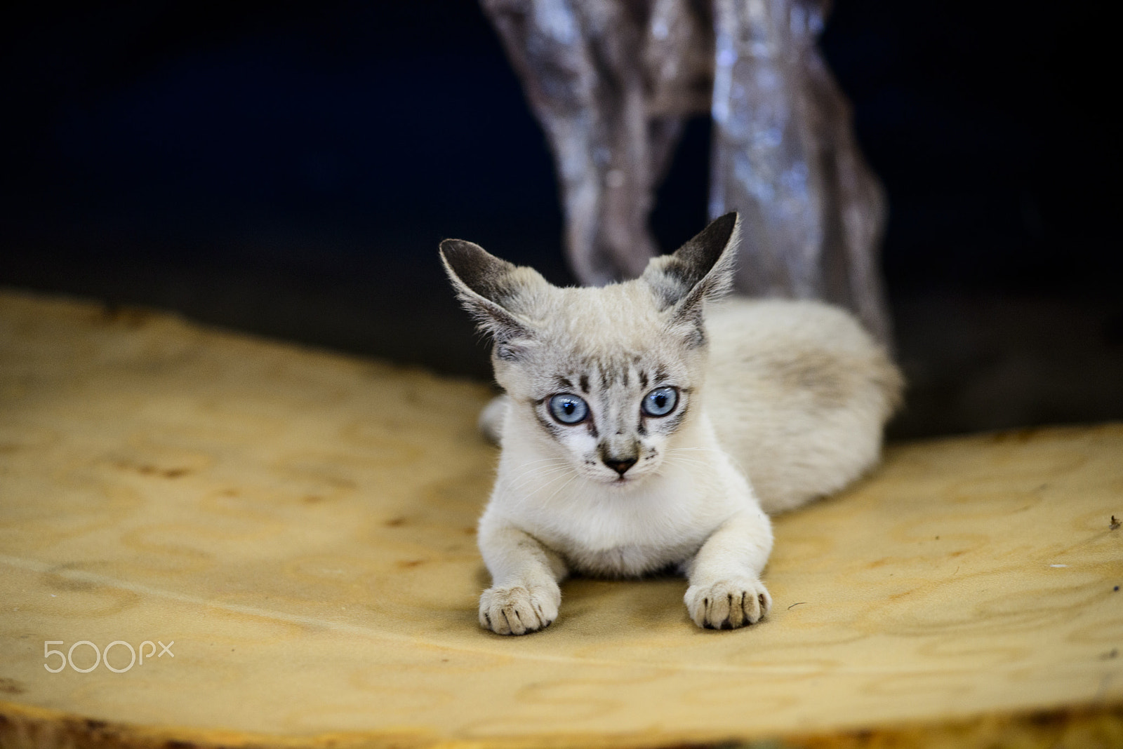 Nikon D800 + Nikon AF-Nikkor 80-200mm F2.8D ED sample photo. Kitten living in a garage photography