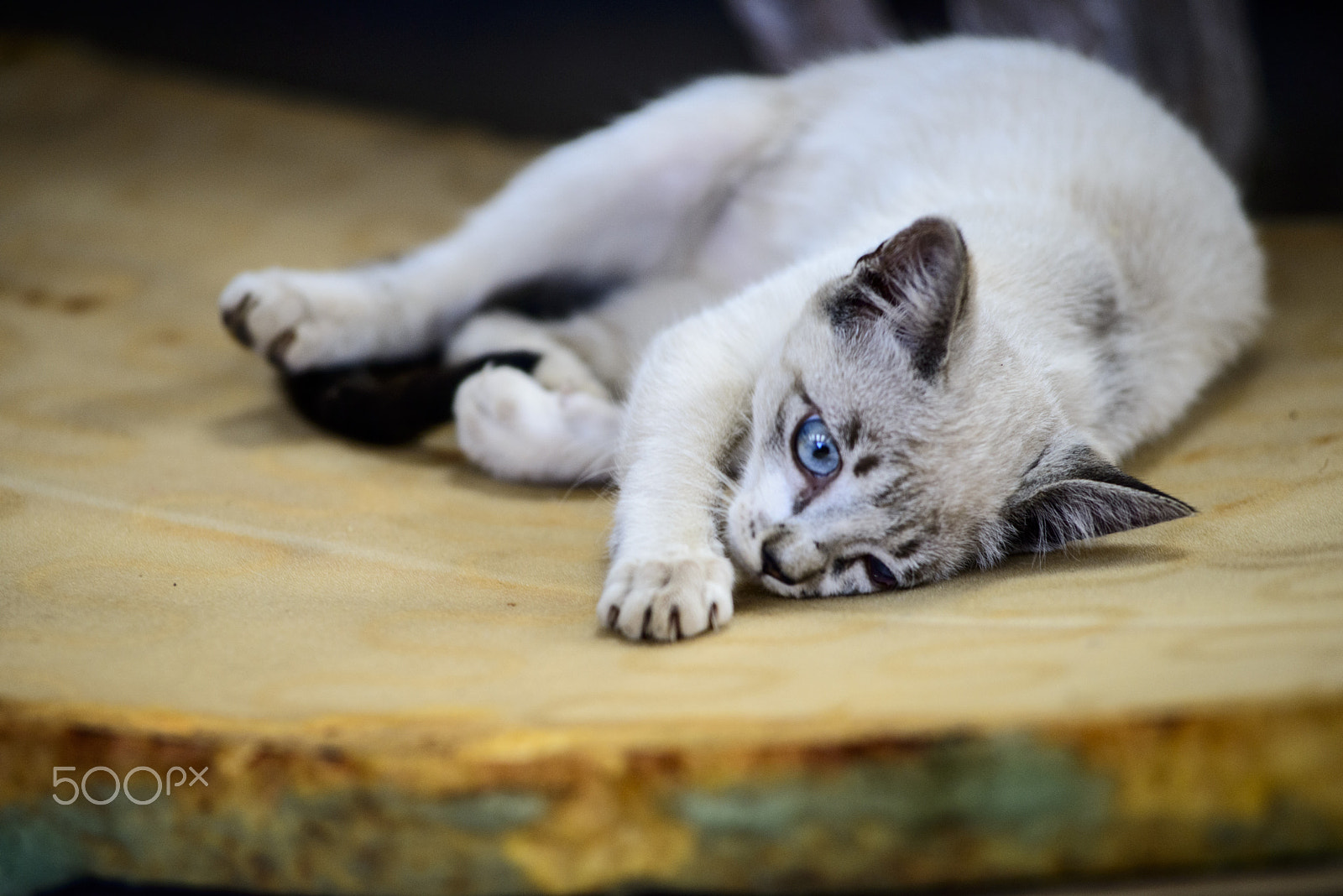 Nikon AF-Nikkor 80-200mm F2.8D ED sample photo. Kitten living in a garage photography