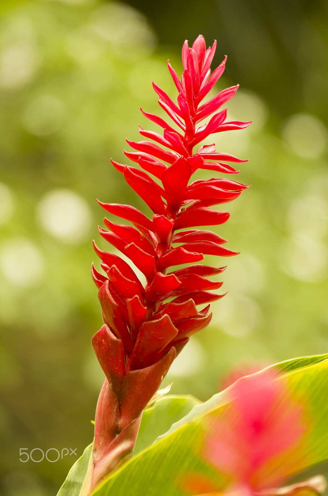 Nikon D5100 sample photo. Flower portrait photography