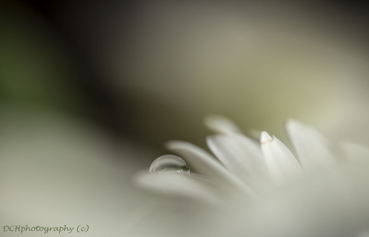 Canon EF 100mm F2.8L Macro IS USM sample photo. White beauty! photography