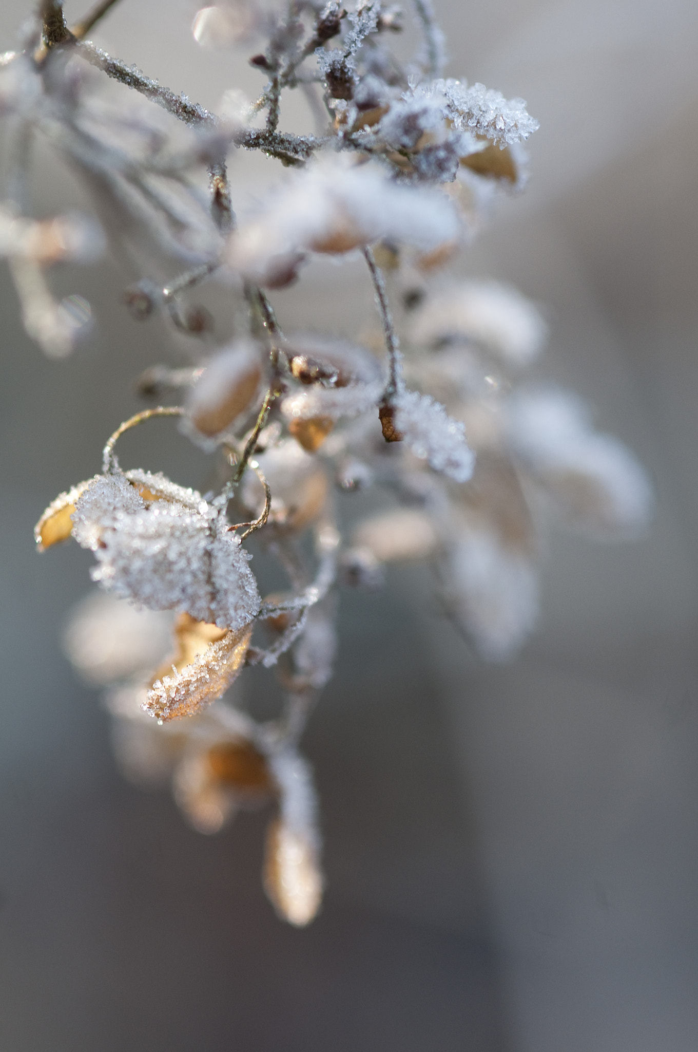 Nikon AF-S Micro-Nikkor 105mm F2.8G IF-ED VR sample photo. Frozen5 photography
