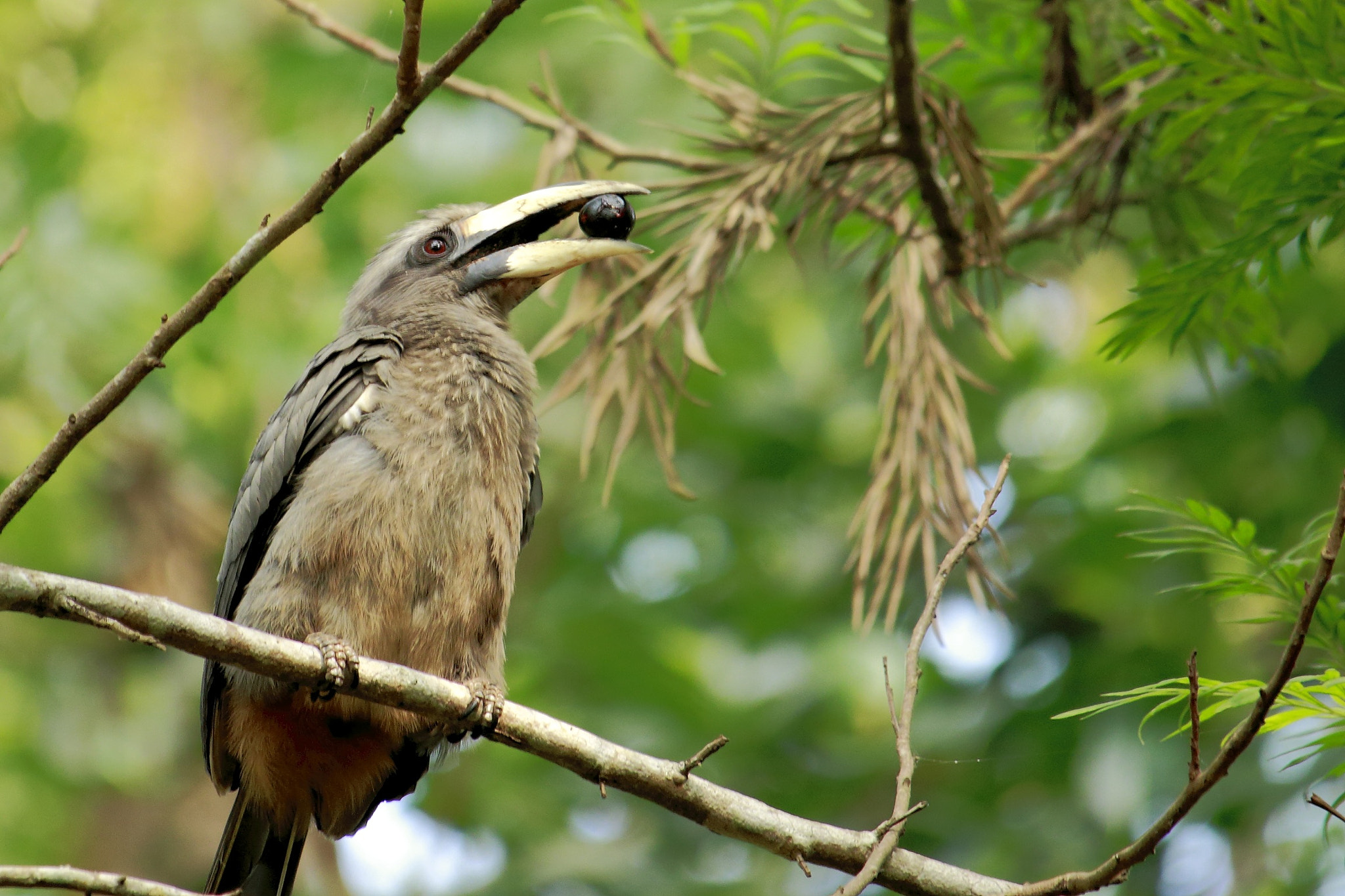 Canon EF-S 55-250mm F4-5.6 IS STM sample photo. Malabar grey hornbill photography