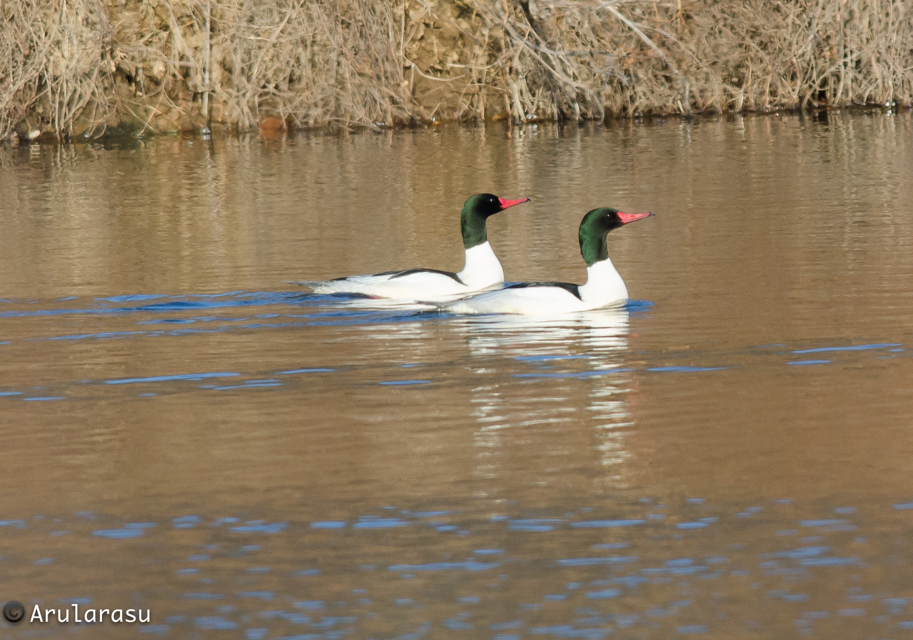 Nikon D7000 + Nikon AF-S Nikkor 300mm F4D ED-IF sample photo. Common mergansers photography