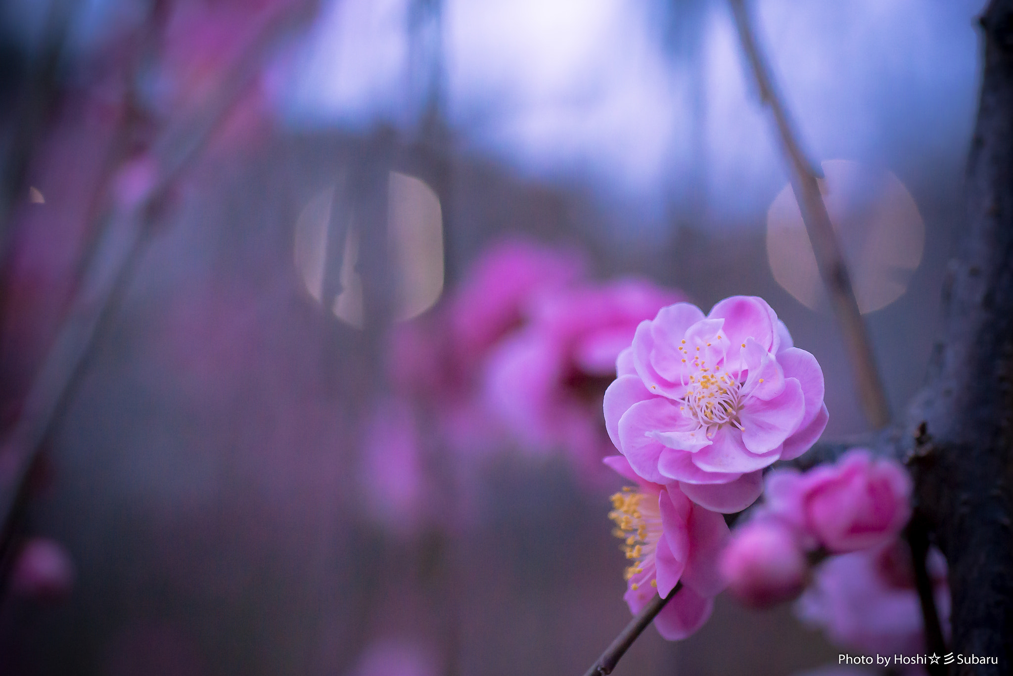 AF Micro-Nikkor 60mm f/2.8 sample photo. Endure cold photography