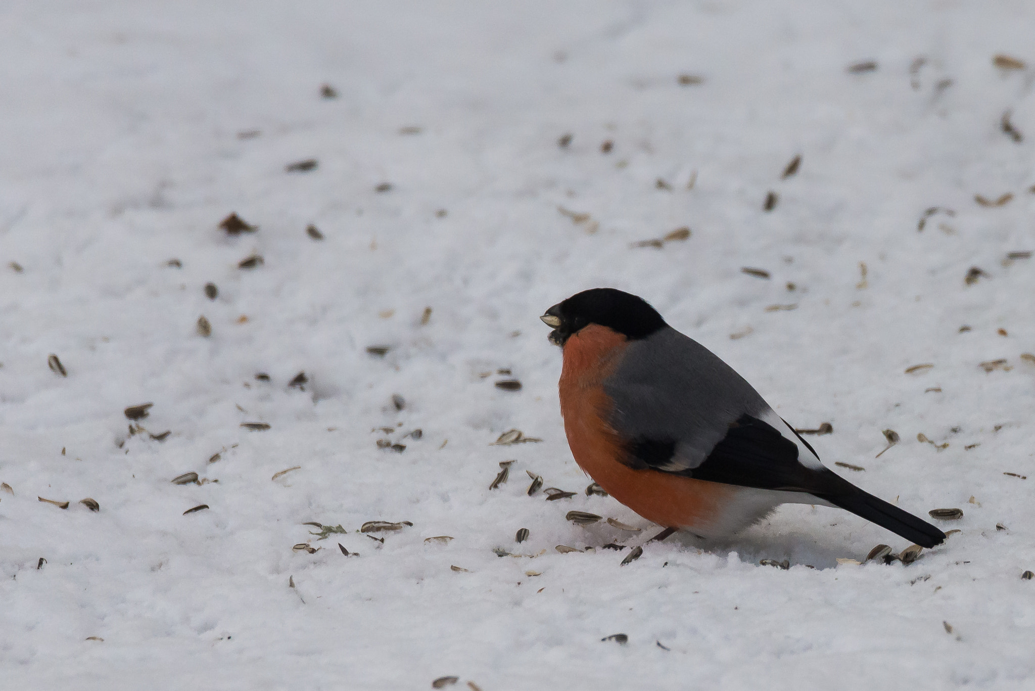 Nikon D610 + Sigma 50mm F2.8 EX DG Macro sample photo. Bullfinch photography