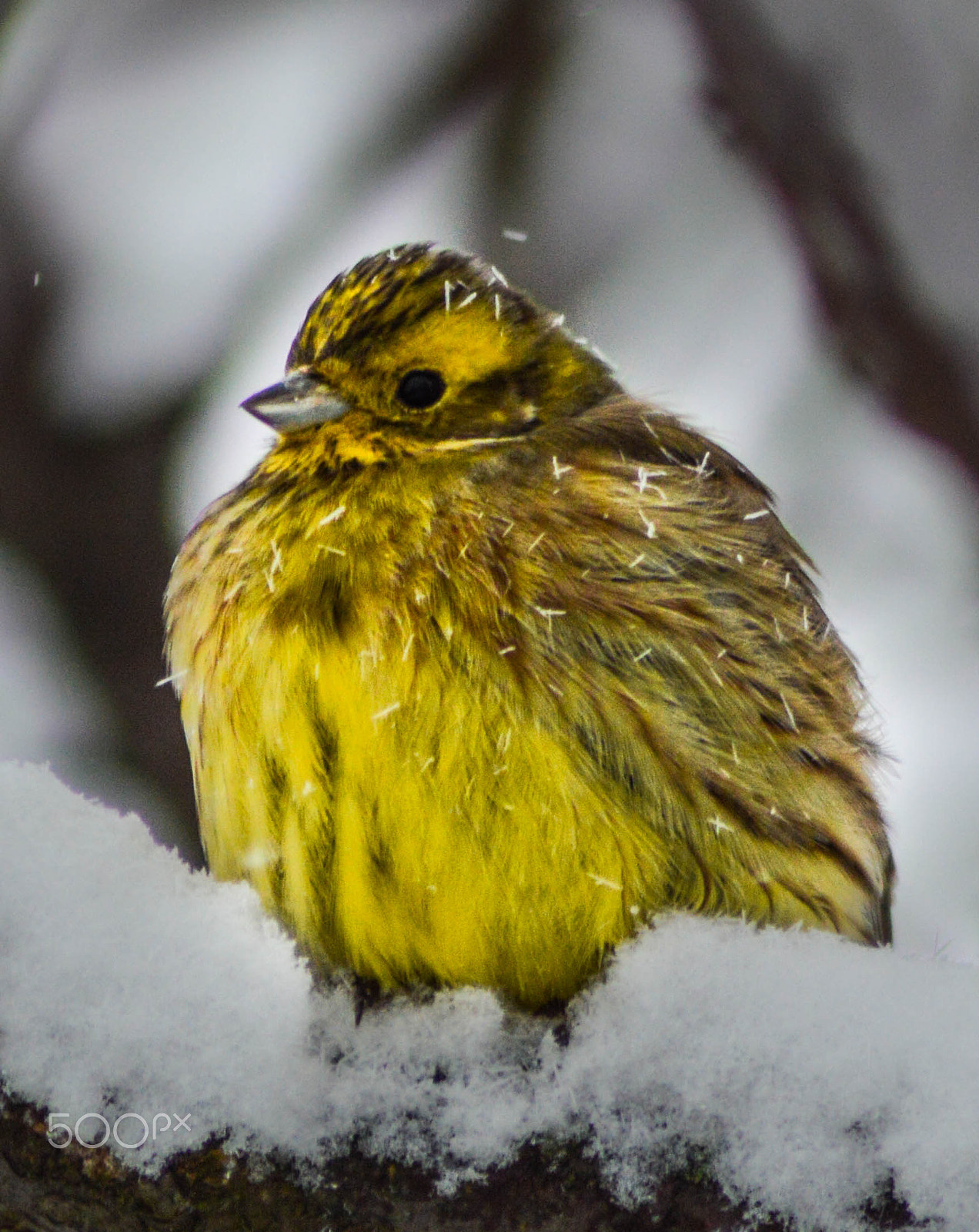 Nikon D3200 sample photo. Yellow bird on a tree photography