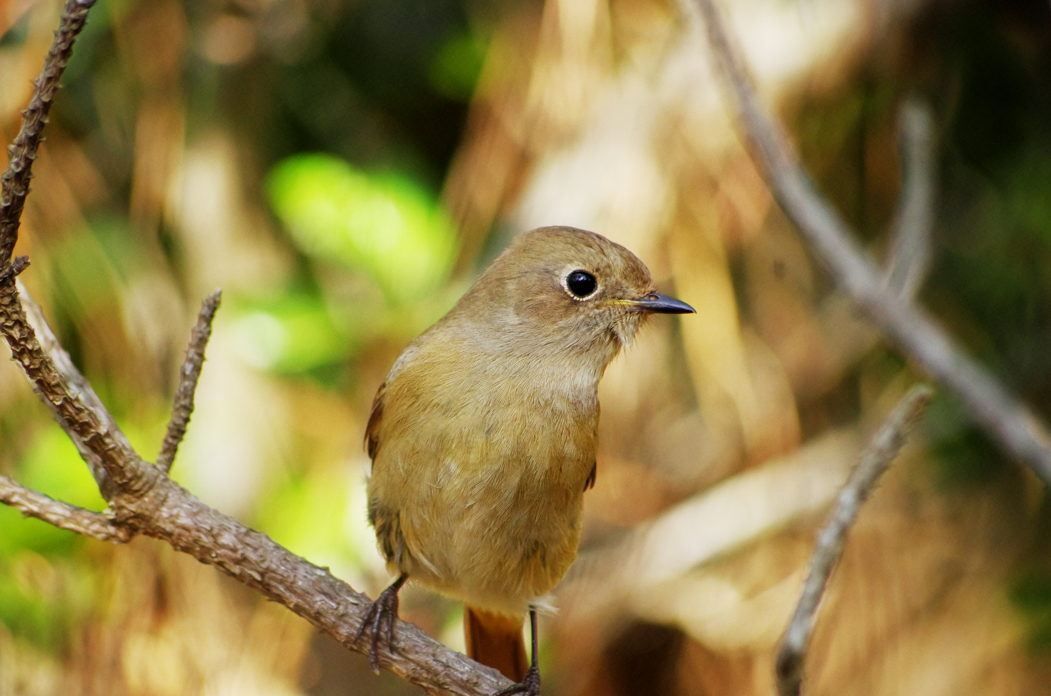 smc PENTAX-DA L 55-300mm F4-5.8 ED sample photo. Redstart photography