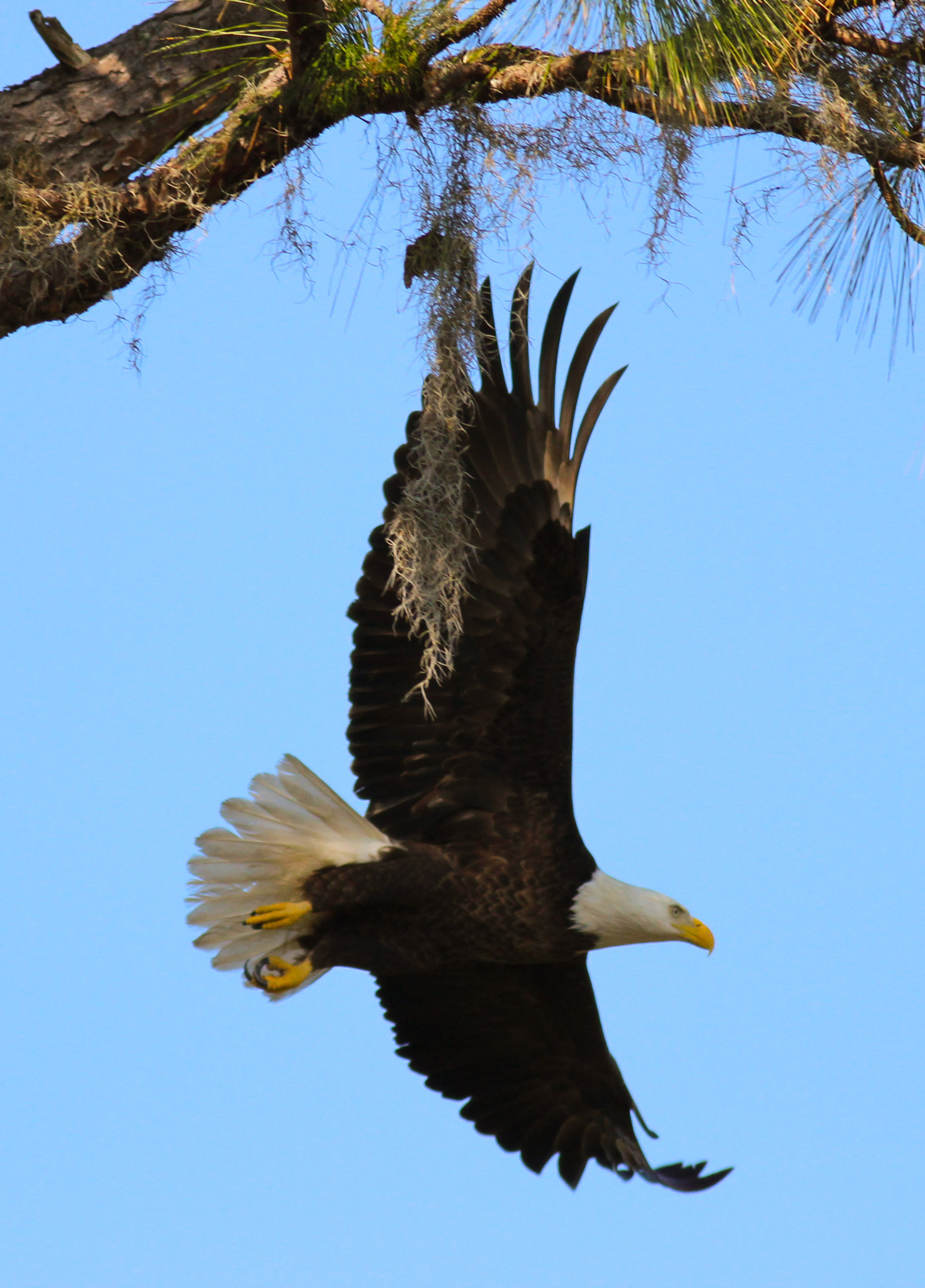 Canon EOS 600D (Rebel EOS T3i / EOS Kiss X5) sample photo. Eagle in trees photography