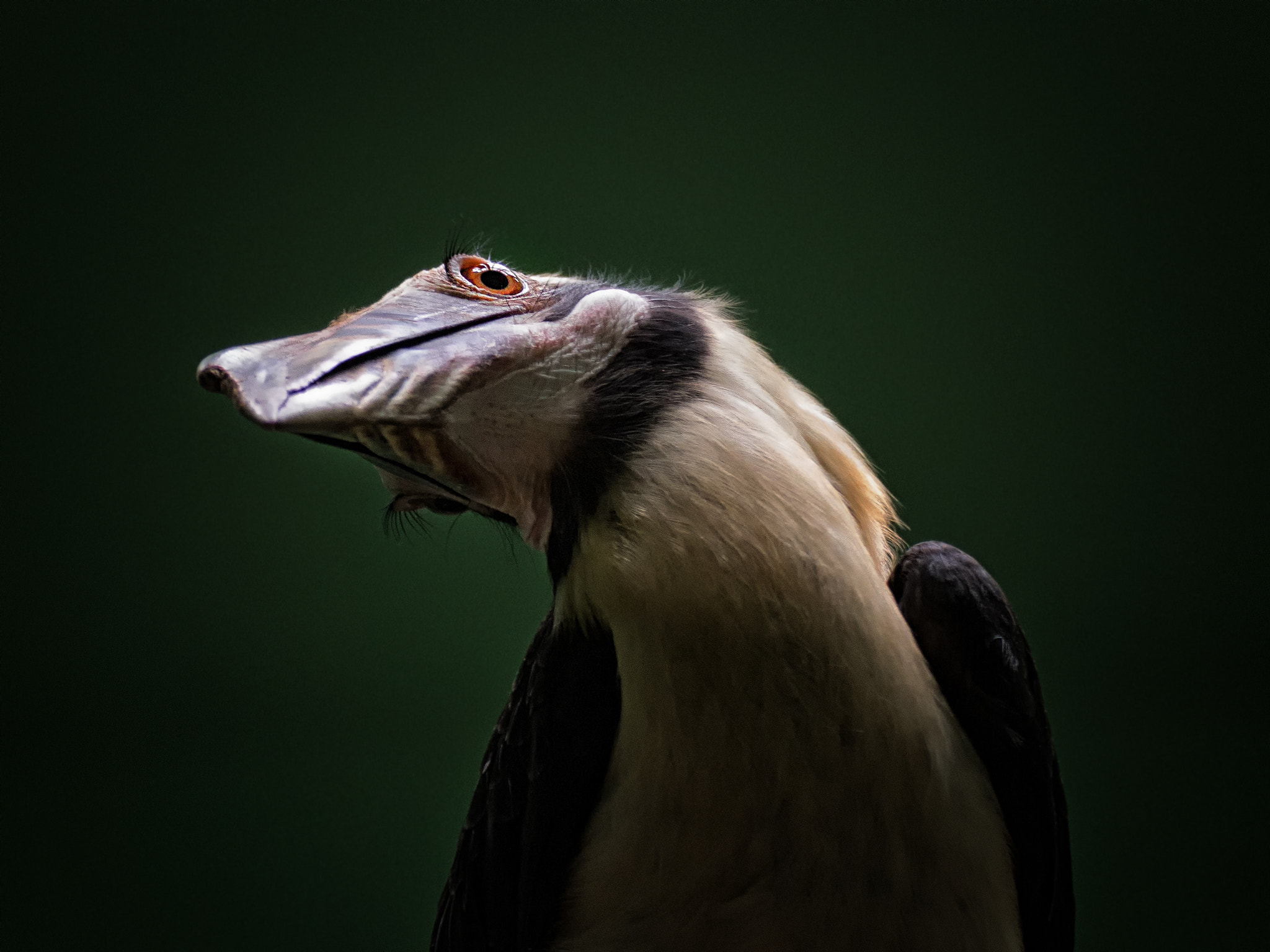 Canon EOS 60D sample photo. Penelopides affinis photography