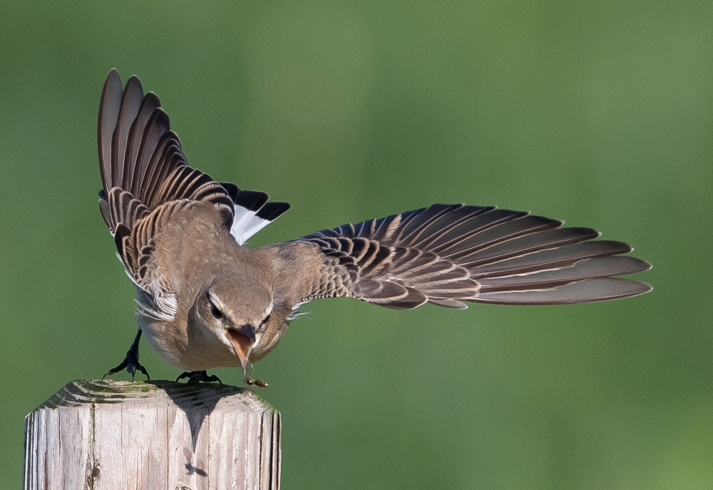 Canon EF 600mm F4L IS II USM sample photo. Northern wheatear vs insect photography