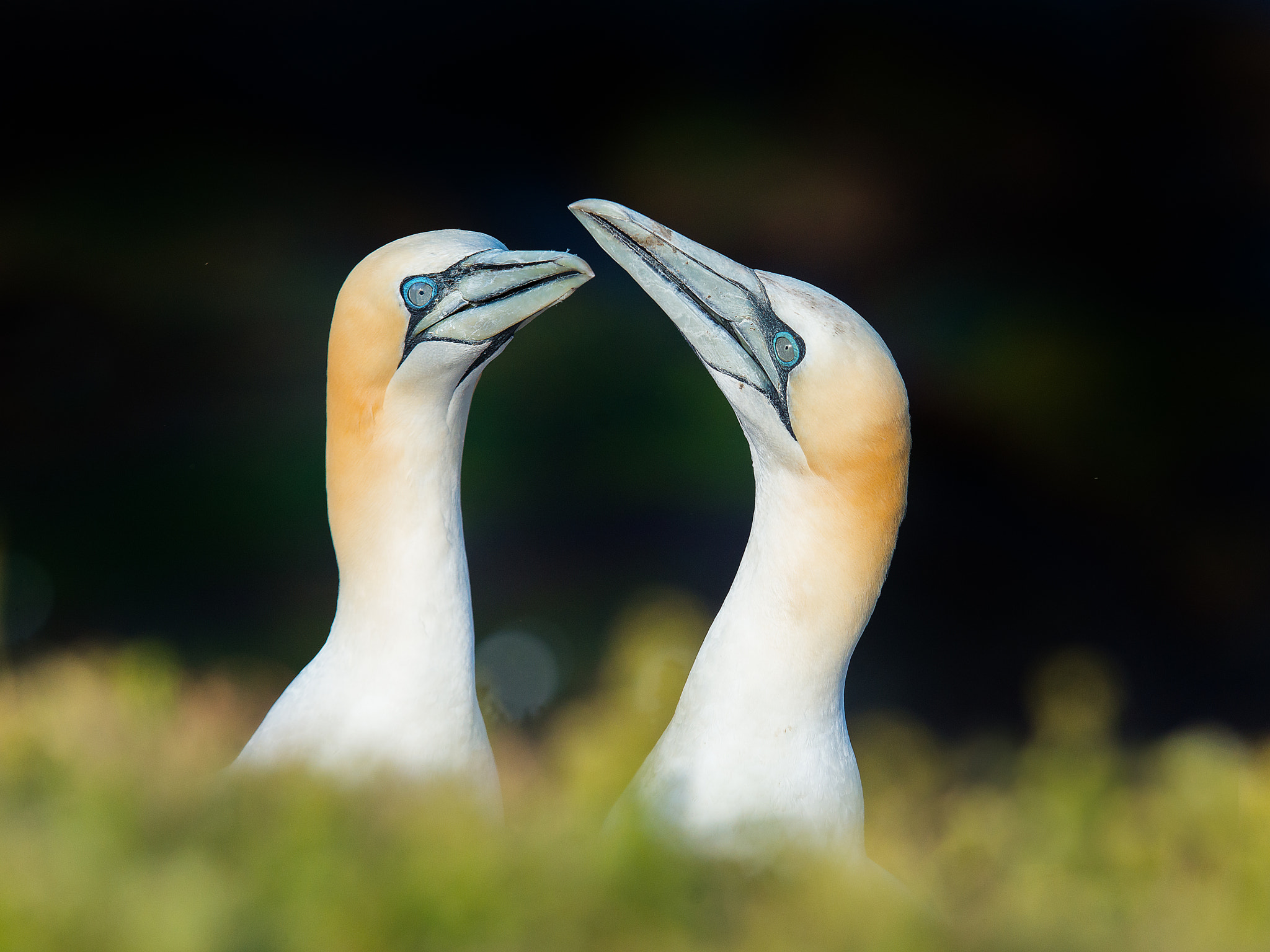 Nikon D800 sample photo. Gannets photography