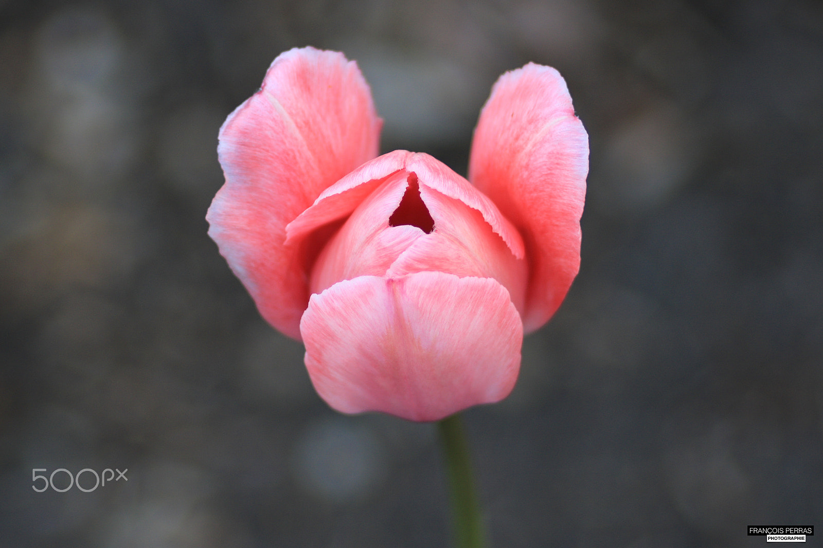 Canon EF 35-80mm f/4-5.6 sample photo. Tulip's love photography
