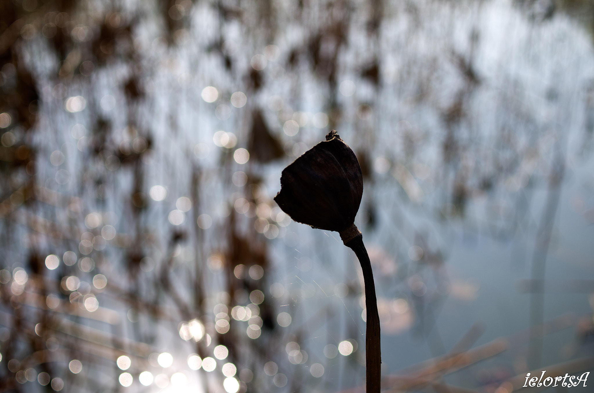 Pentax K-5 sample photo. Withered lotus photography