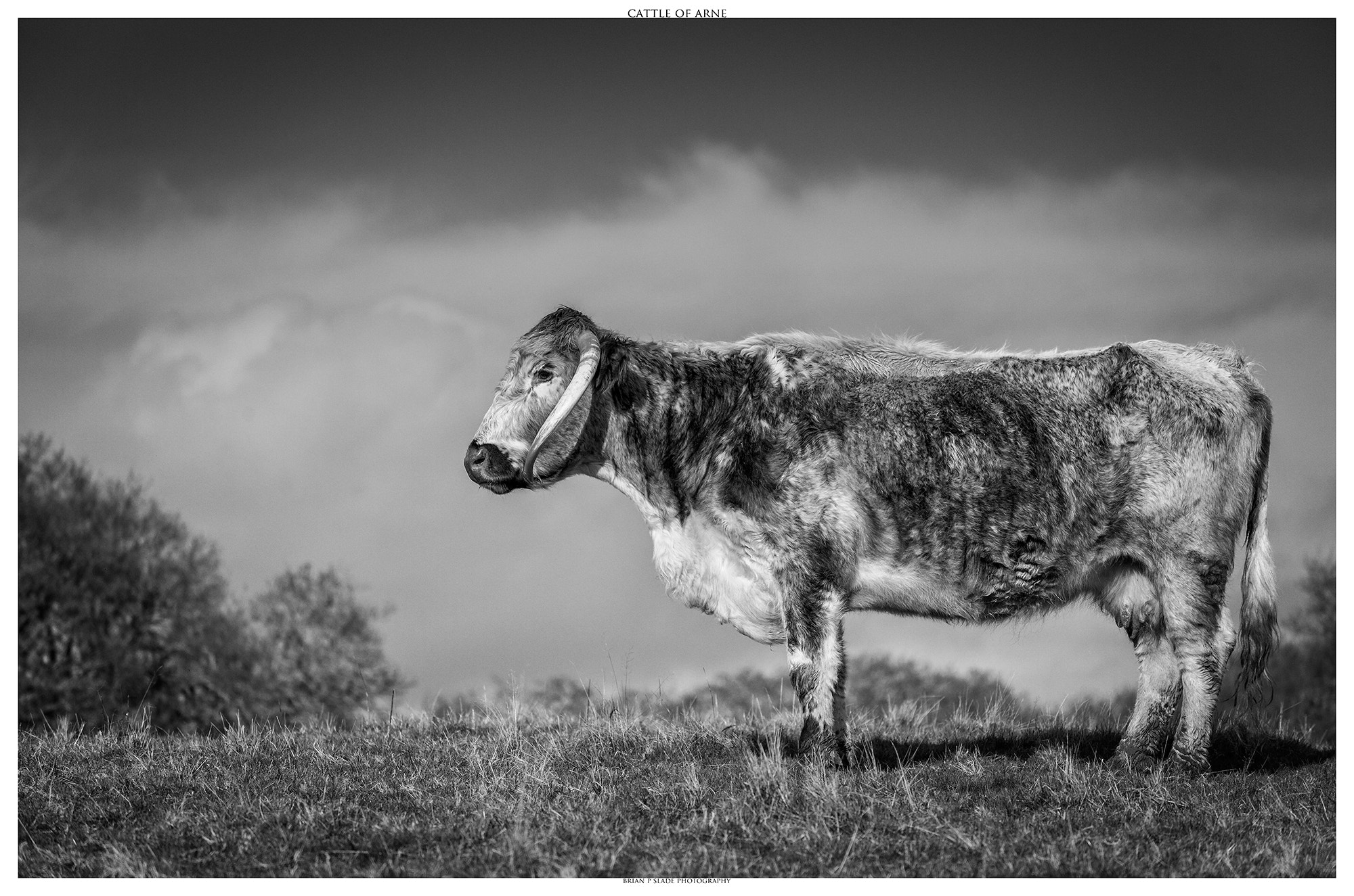 Canon EOS 5D Mark II + Sigma 150-600mm F5-6.3 DG OS HSM | C sample photo. Cattle of arne photography