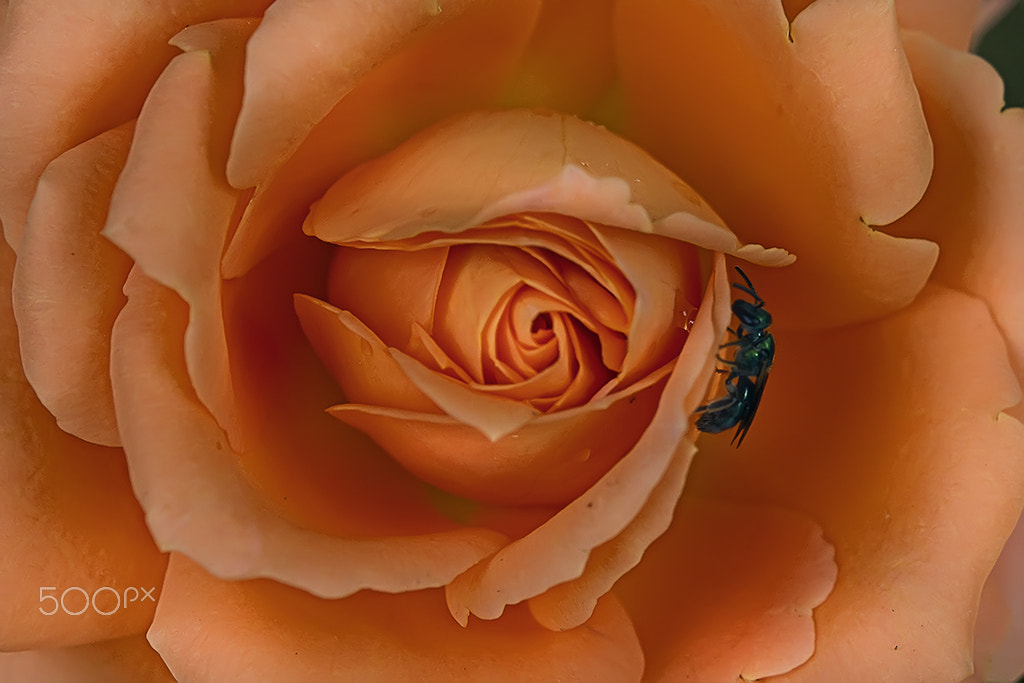 Nikon AF-S Micro-Nikkor 60mm F2.8G ED sample photo. Na flor photography