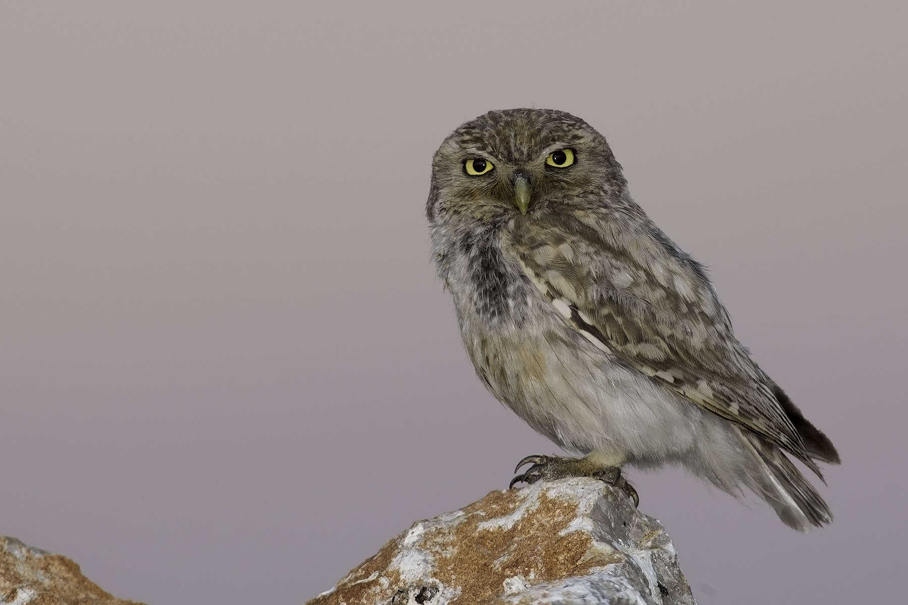 Canon EF 300mm F2.8L IS USM sample photo. Owlette photography