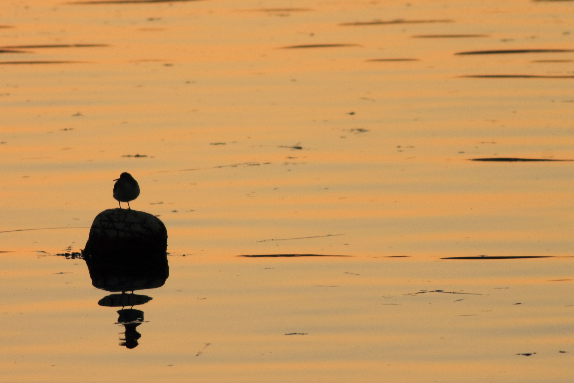 Canon EF 400mm F5.6L USM sample photo. Sunset. photography