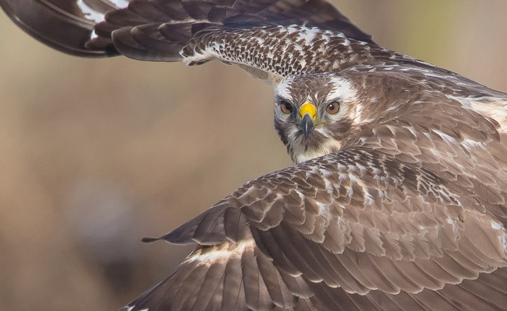 Canon EF 600mm F4L IS II USM sample photo. Eye contact photography