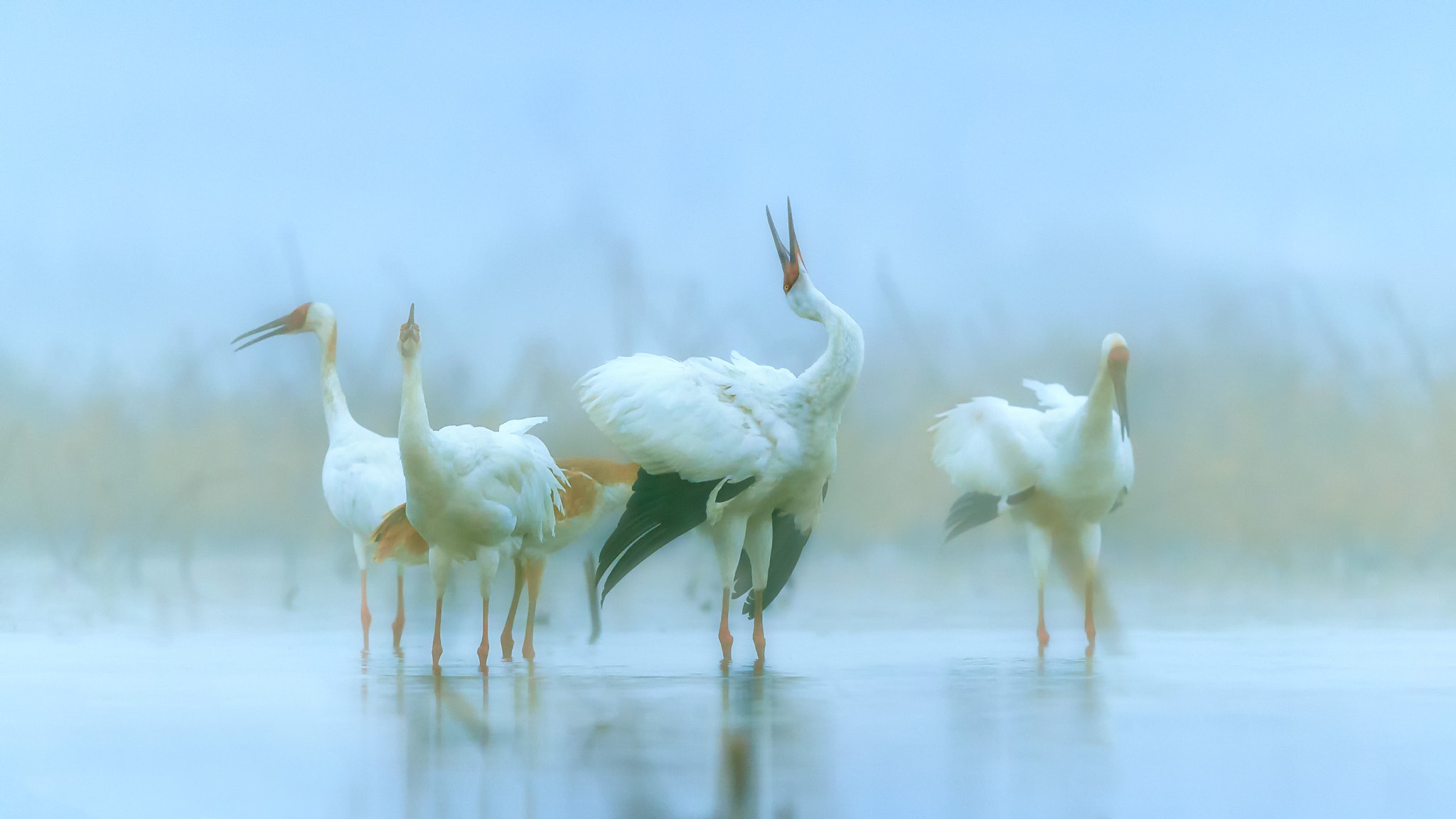 Canon EF 600mm F4L IS II USM sample photo