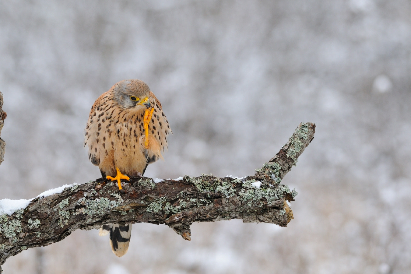 Nikon D300 + Nikon AF-S Nikkor 300mm F4D ED-IF sample photo. Coucou hivernal... photography