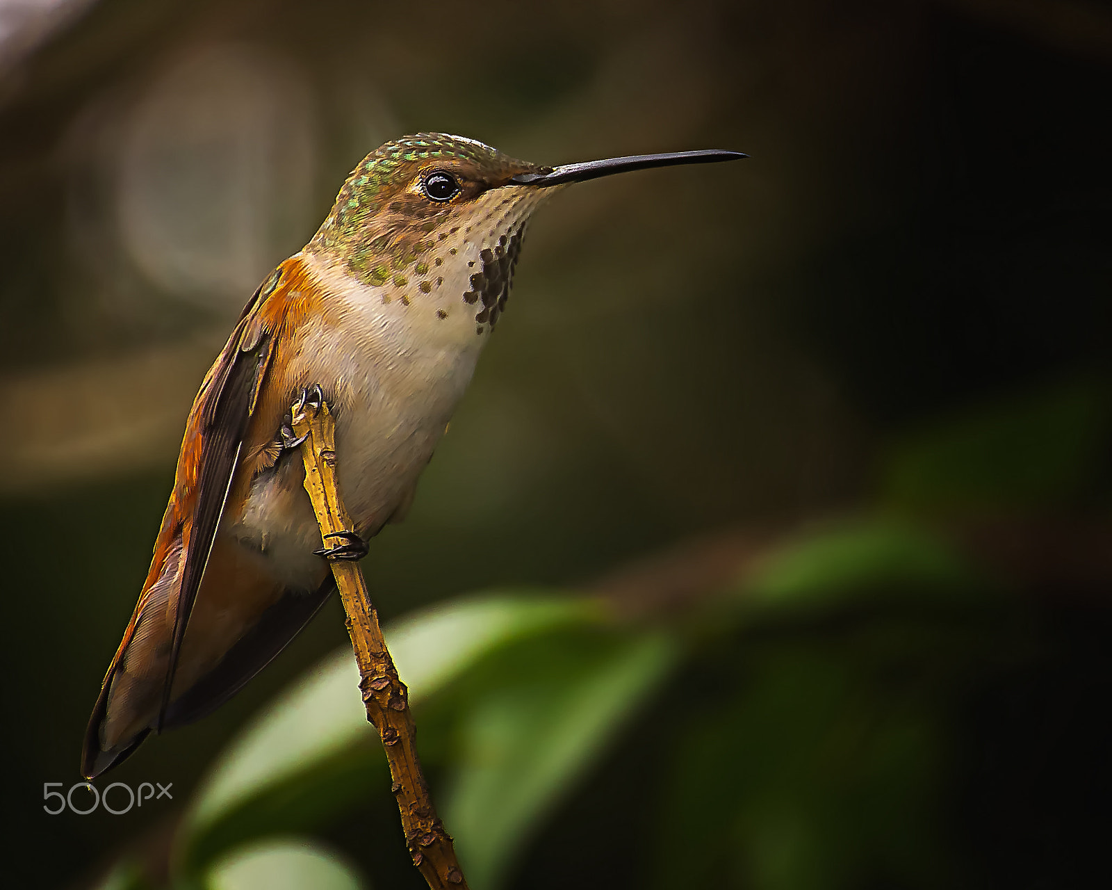 Canon EF 70-300mm F4-5.6L IS USM sample photo. Vigilant photography