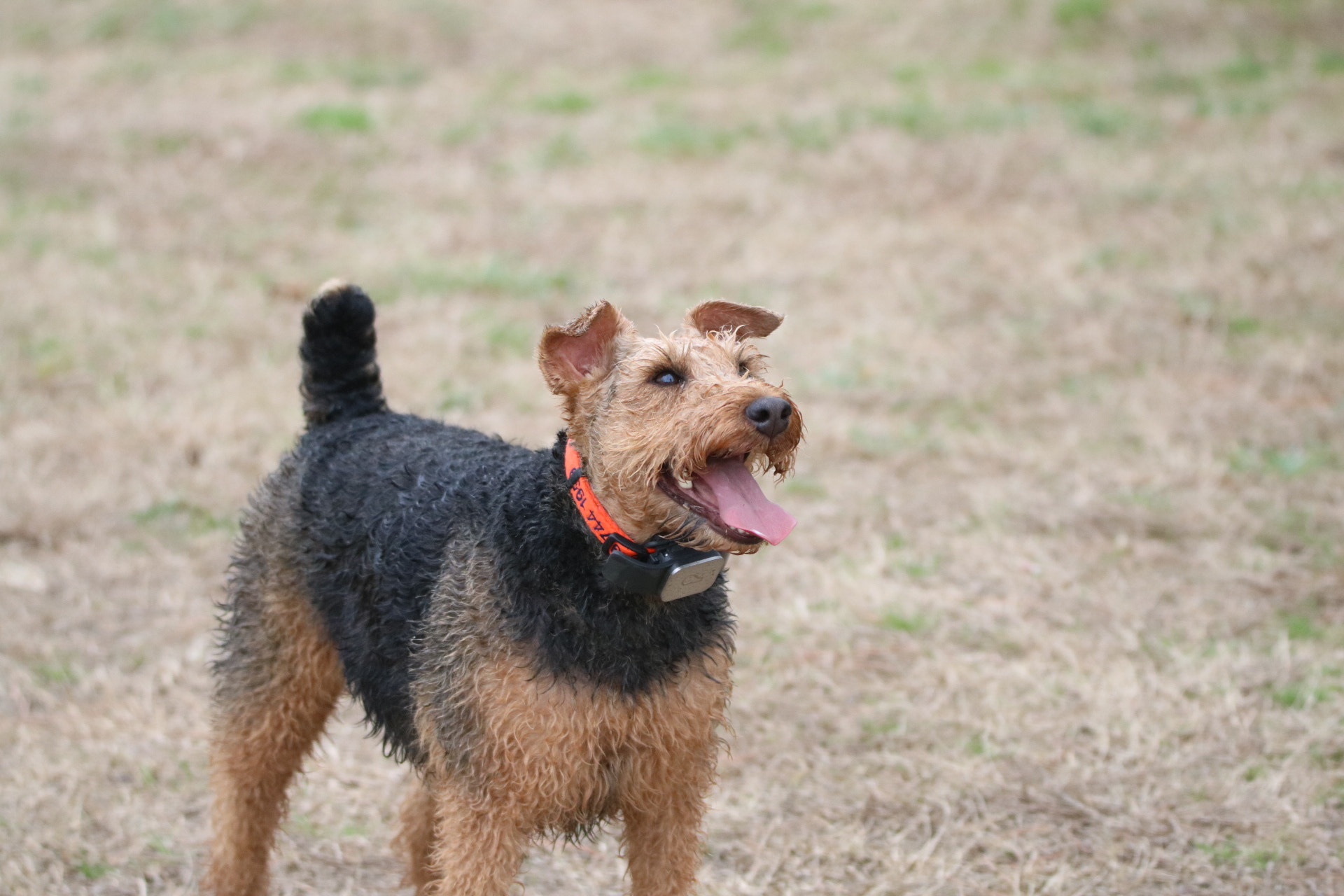 Canon EOS 750D (EOS Rebel T6i / EOS Kiss X8i) + Tamron SP 150-600mm F5-6.3 Di VC USD sample photo. Millie our welsh terrier photography
