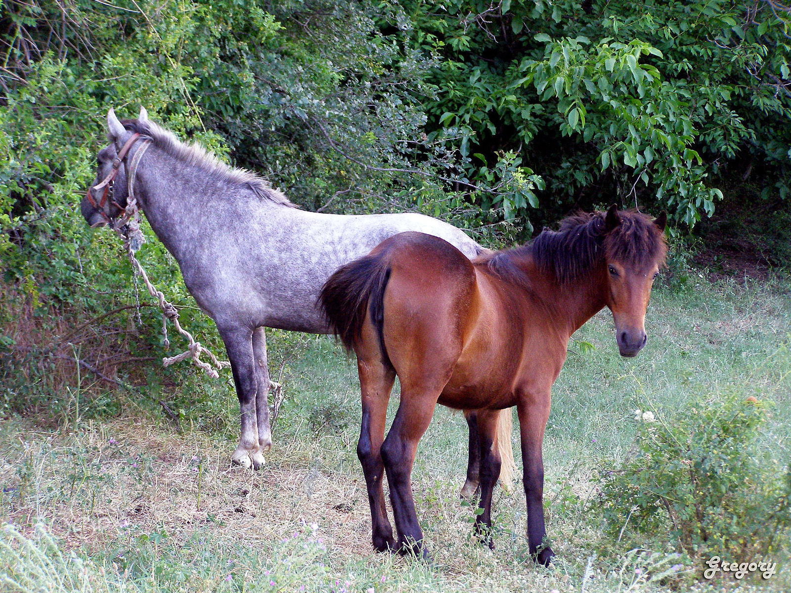 Olympus SP500UZ sample photo. Horses in vertiskos countryside photography