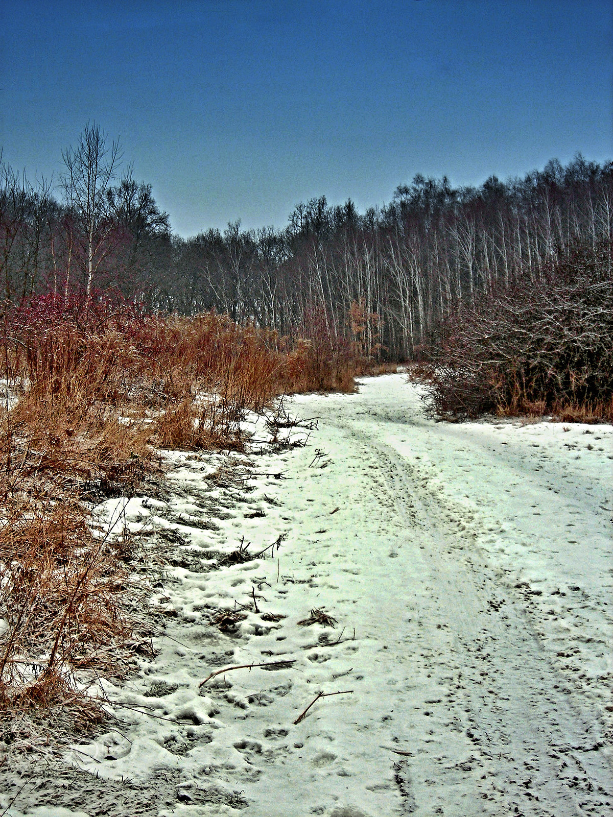 Nikon COOLPIX L3 sample photo. The road to the forest. photography