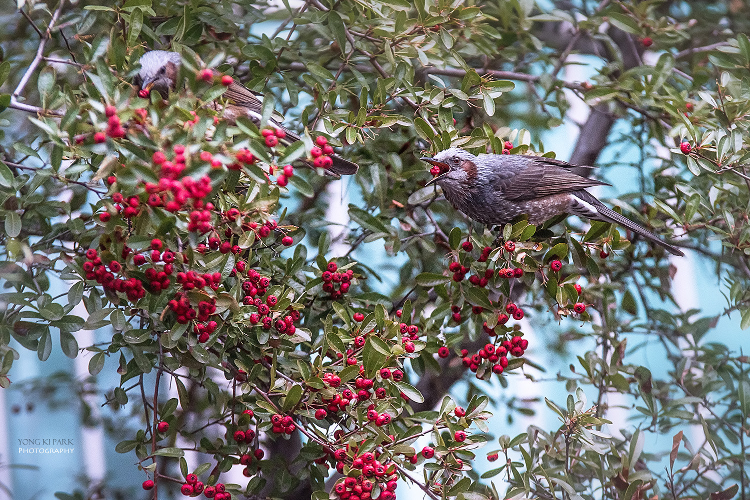 Pentax K-1 sample photo. Delicious breakfast of a brown eared bulbul - 2 photography
