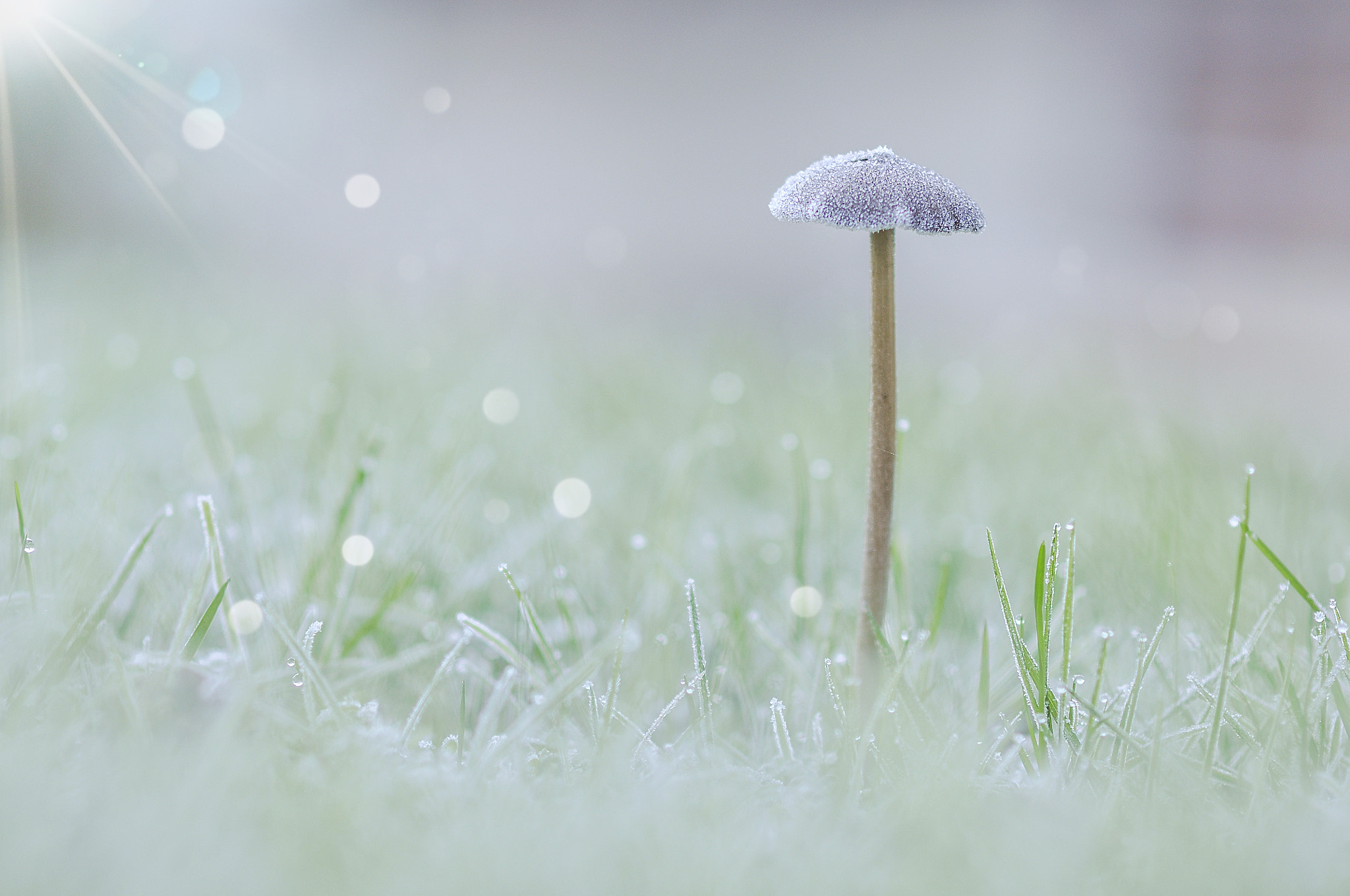 Nikon D90 + Nikon AF-S Nikkor 85mm F1.8G sample photo. Frozen morning photography