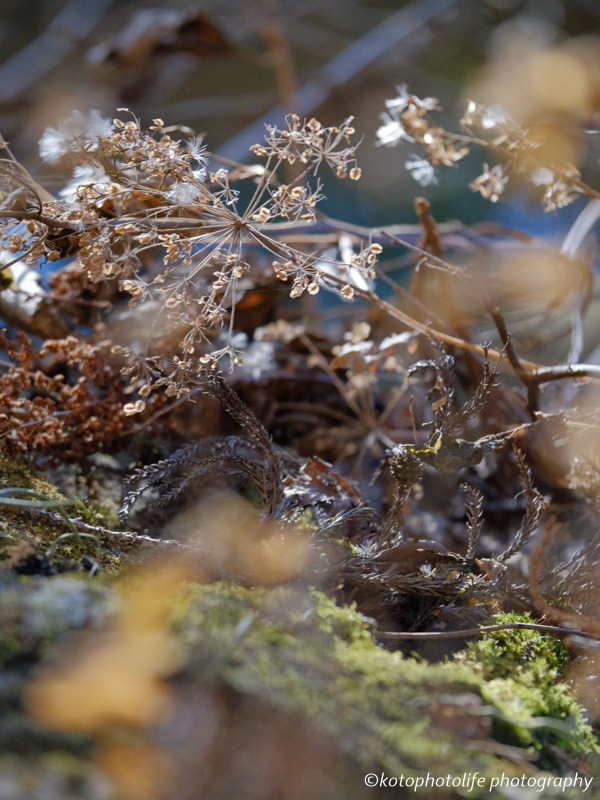 Fujifilm X-T1 + Fujifilm XF 50-140mm F2.8 R LM OIS WR sample photo. Winter hydrangea photography