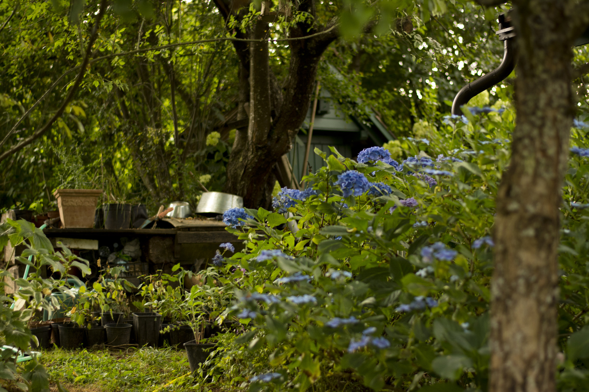 Sigma 70-300mm F4-5.6 APO DG Macro sample photo. A lovely garden. photography