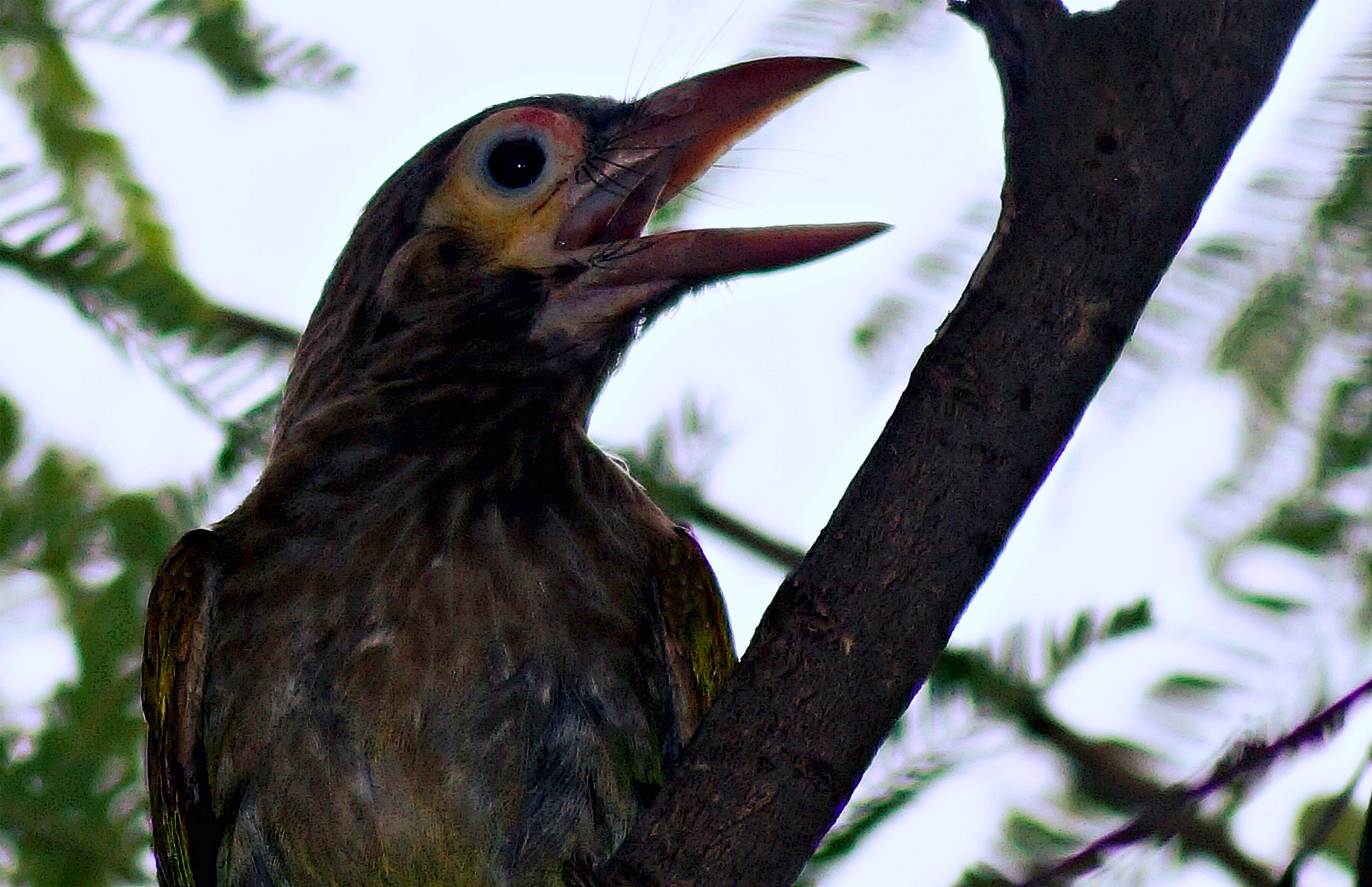 Sony DT 55-200mm F4-5.6 SAM sample photo. The singing 'barbet' photography