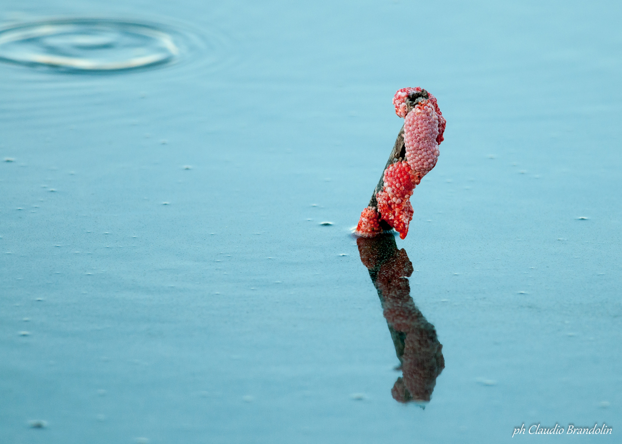 Nikon D90 + Nikon AF-S Nikkor 300mm F4D ED-IF sample photo. Snail eggs photography